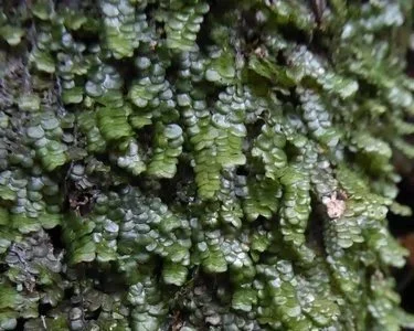 Rua enters into partnership with ancient plant