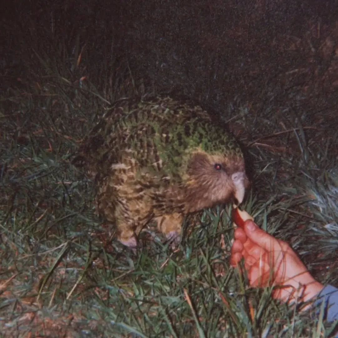 🦜 Wildes Aotearoa - Der kākāpō

Stellt euch einen Papageien vor, der nicht fliegen kann, nachts unterwegs ist und nach Bienenwachs und Honig duftet. Klingt erfunden? Ist er nicht - er hei&szlig;t Kakapo und ist einer der au&szlig;ergew&ouml;hnlichst