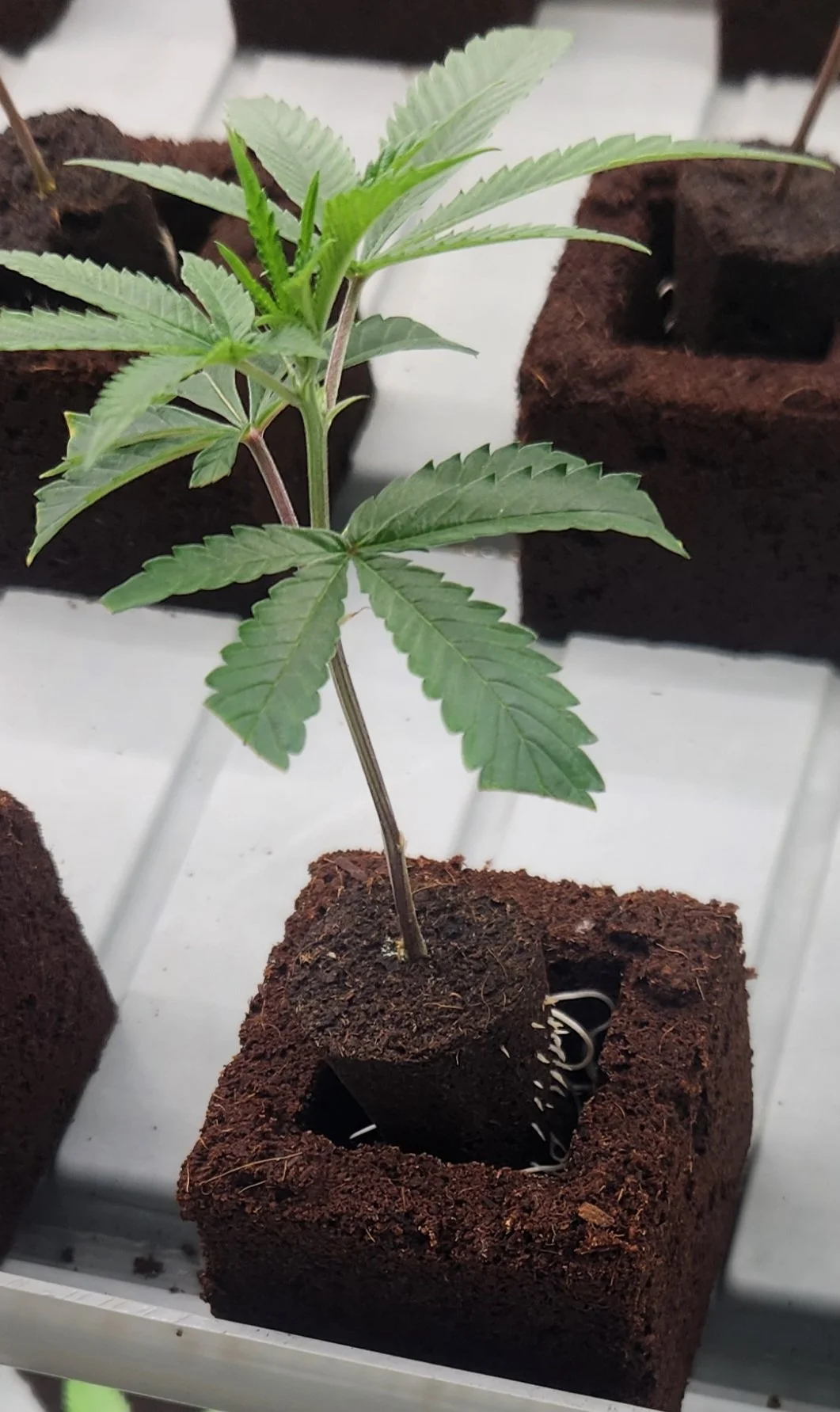 hemp clone from rua bioscience.jpg