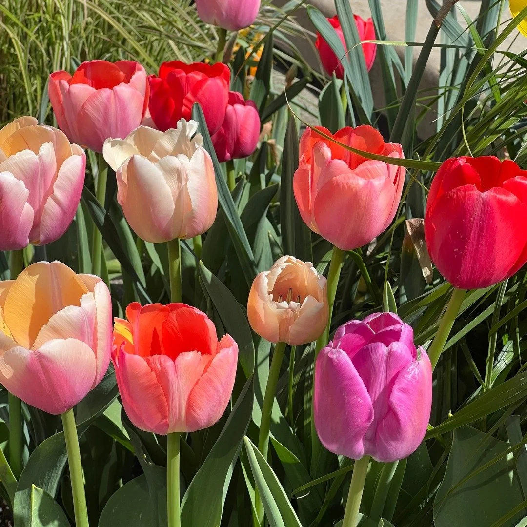 Gracing your Instagram feed with some spring vibes to remind you that sunshine, flowers, and fresh air are on the way. 🌸 After this brutal winter, it can't come soon enough! Hang in there &mdash; only a little bit longer until the days get brighter 