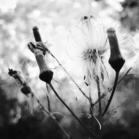 Photography & Photo Restoration