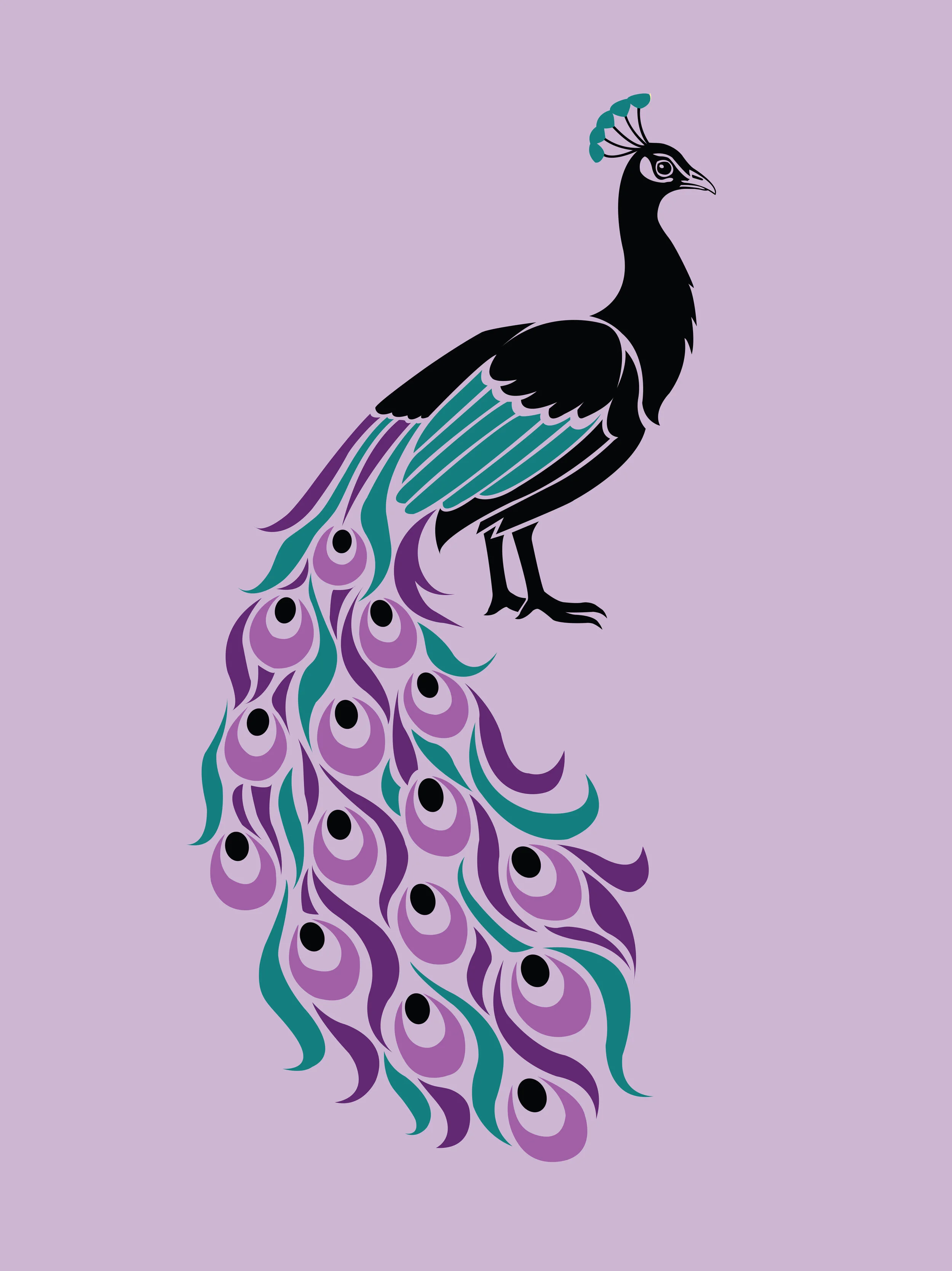 Peacock Illustration.jpg
