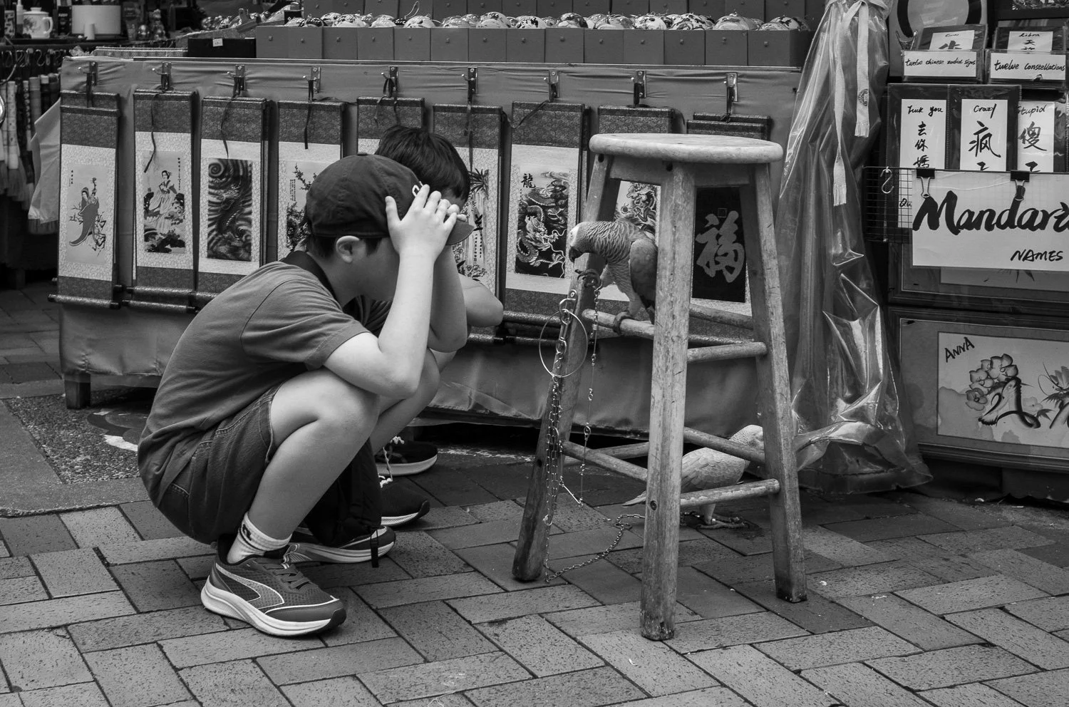 Parrots - Mar 2025 (L42736)