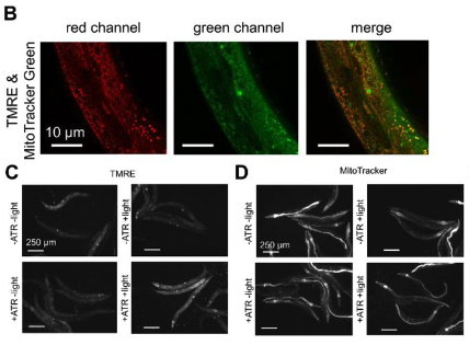 Screen Shot 2022-10-16 at 7.42.26 AM.png