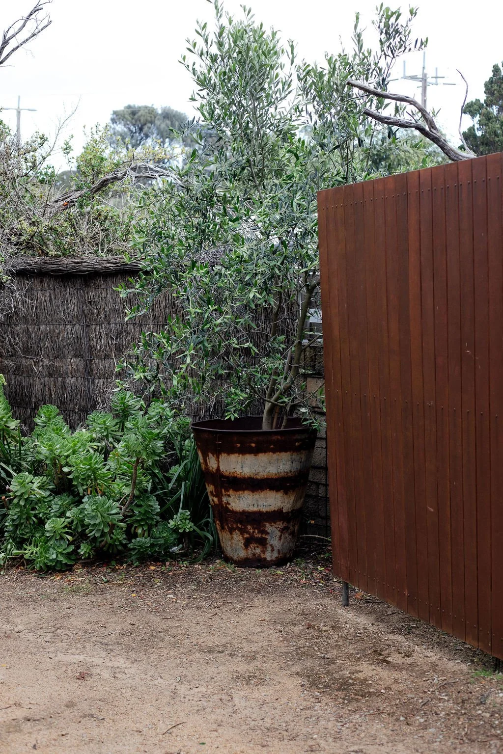 A potted tree with green leaves next to a brown wooden fence, with a dirt ground and a wire fence in the background.