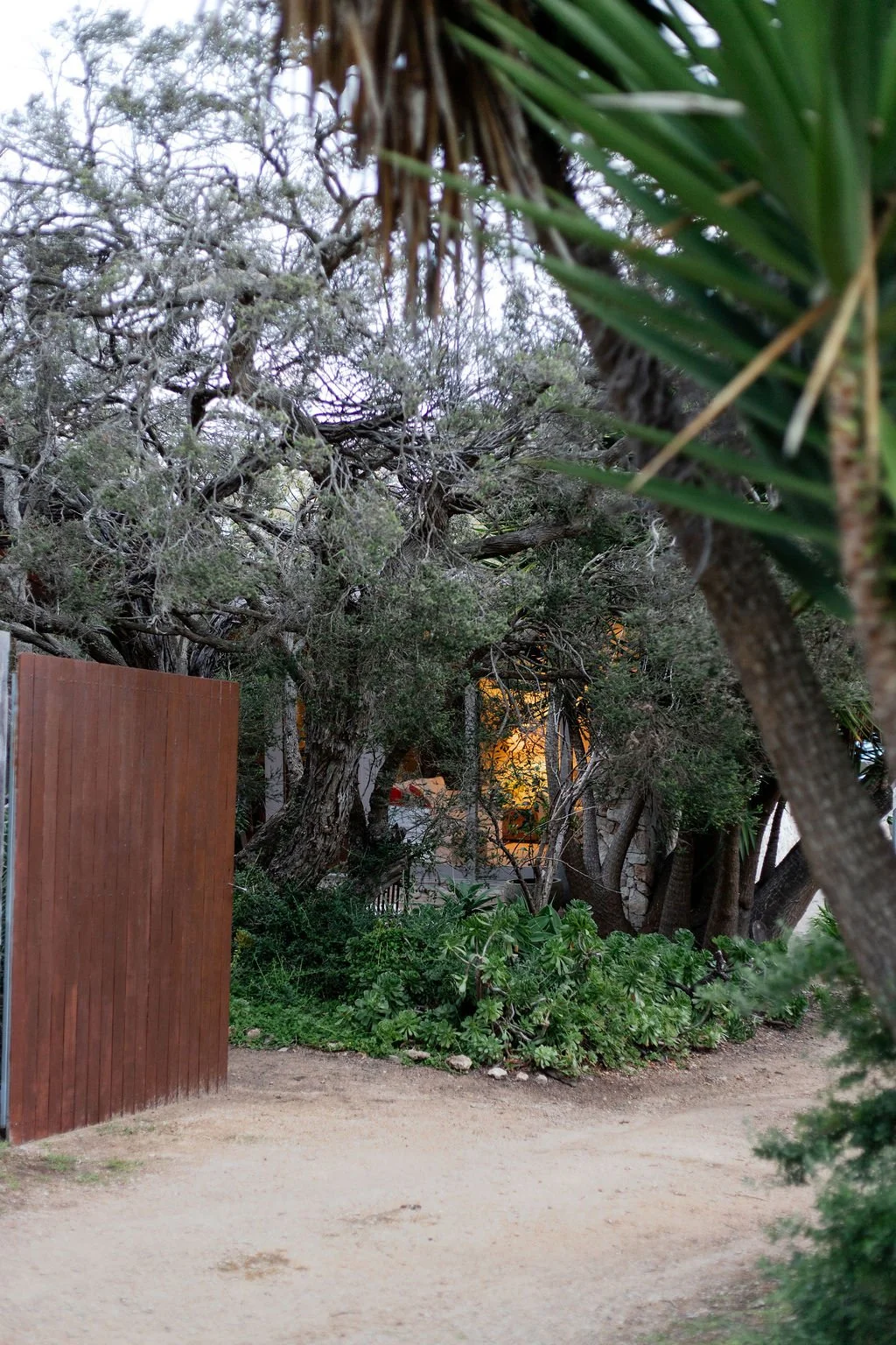A garden scene with a dirt path, lush green plants, and large trees with twisted branches, partially obscuring a house with warm lighting inside and a wooden fence on the left.