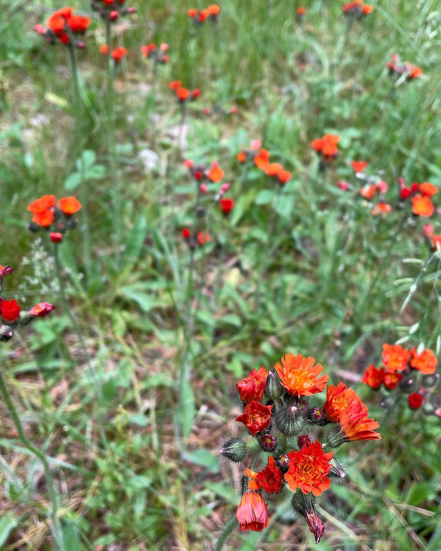 A field of flowers! Does anyone recognize these? I&rsquo;ve seen them growing in our neighbors yard and they get mowed every year! 
.
.
.
.
#flowers #orange #summer #adirondacks #wildflowers #summer2021