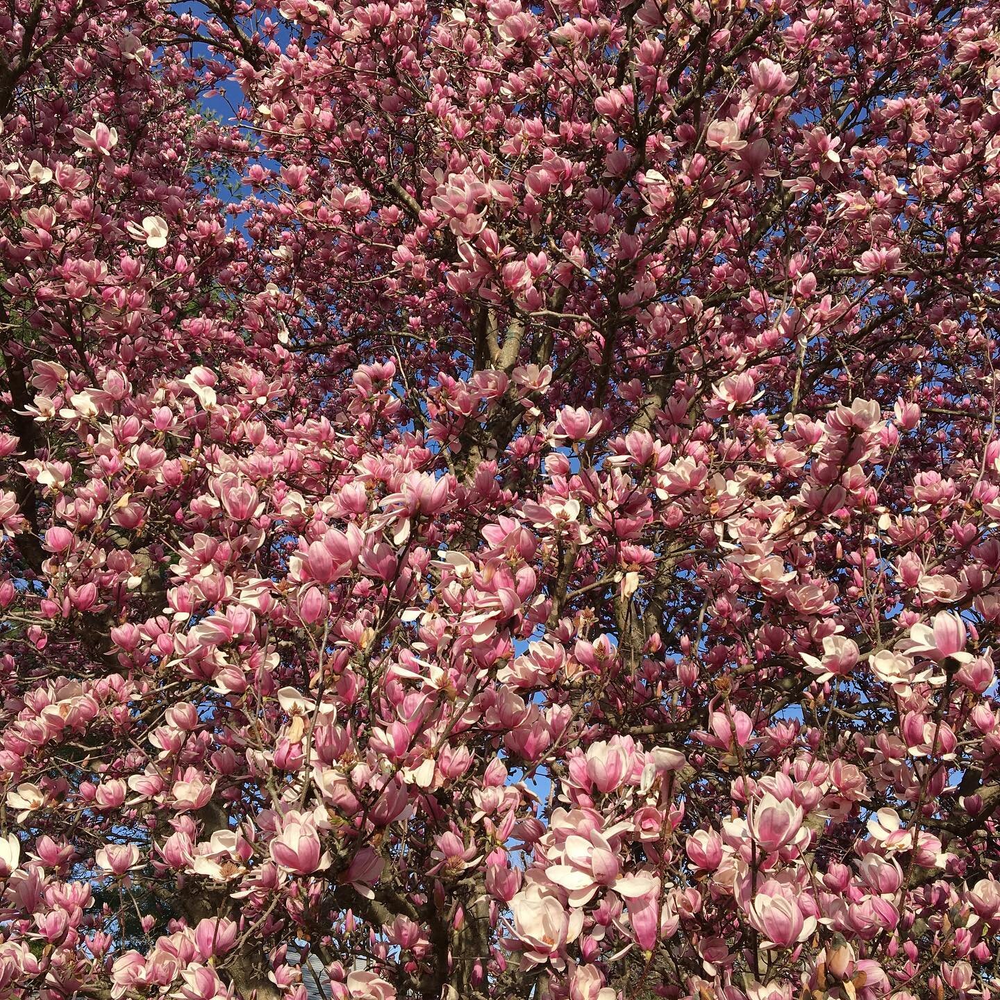 Spring is here! It is definitely my favorite season minus the allergies... #spring #springiscoming #magnolias #pink