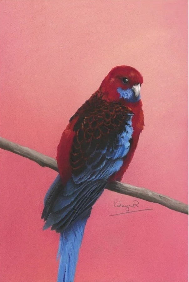 36+-+HB+-+Charlotte+crimson+rosella.jpg