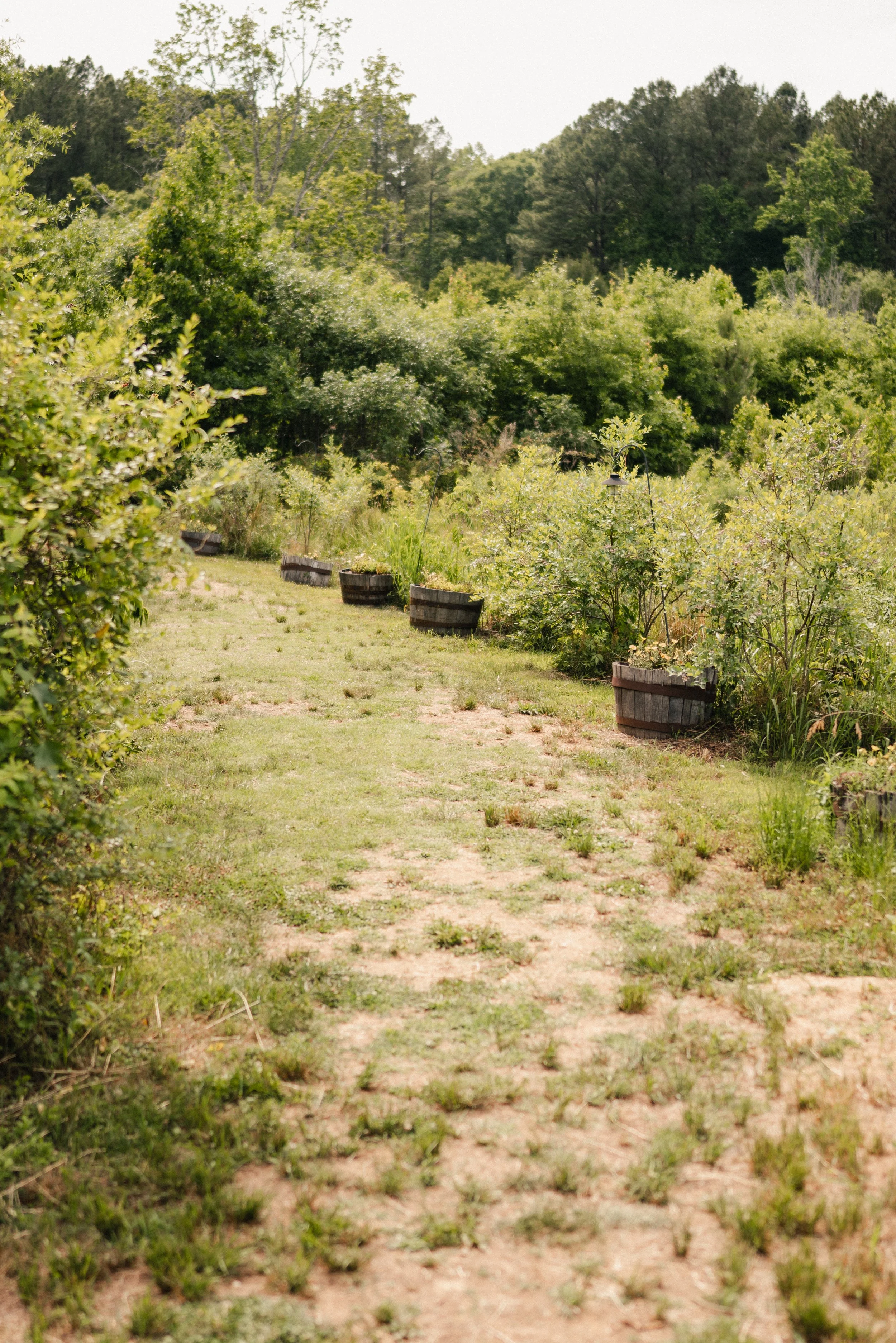 A dirt pathway through a garden with potted plants on each side, surrounded by lush green trees and bushes.