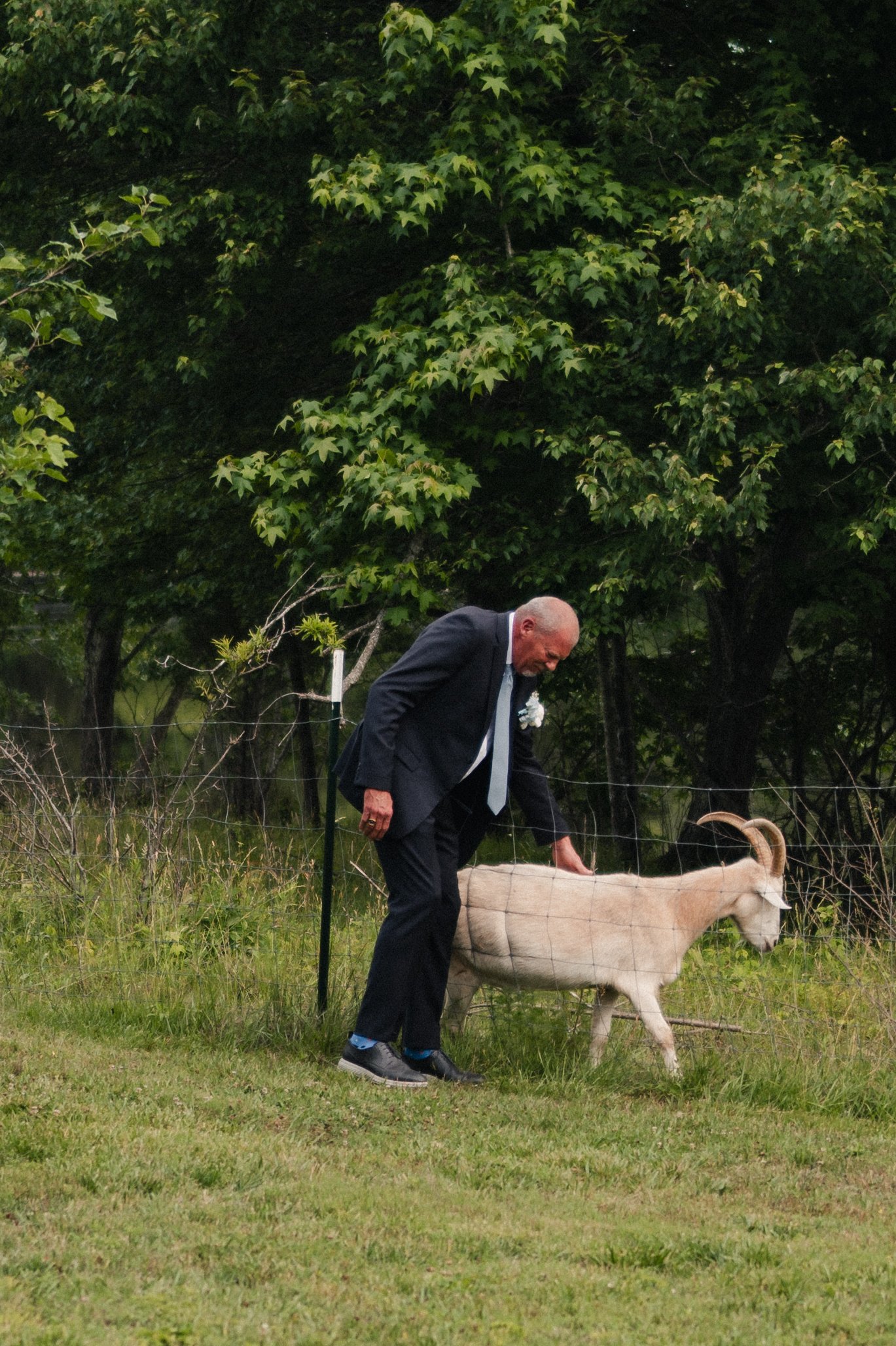 An elderly man in a navy suit and tie leaning over a sheep in a grassy field, with a large green leafy tree in the background.