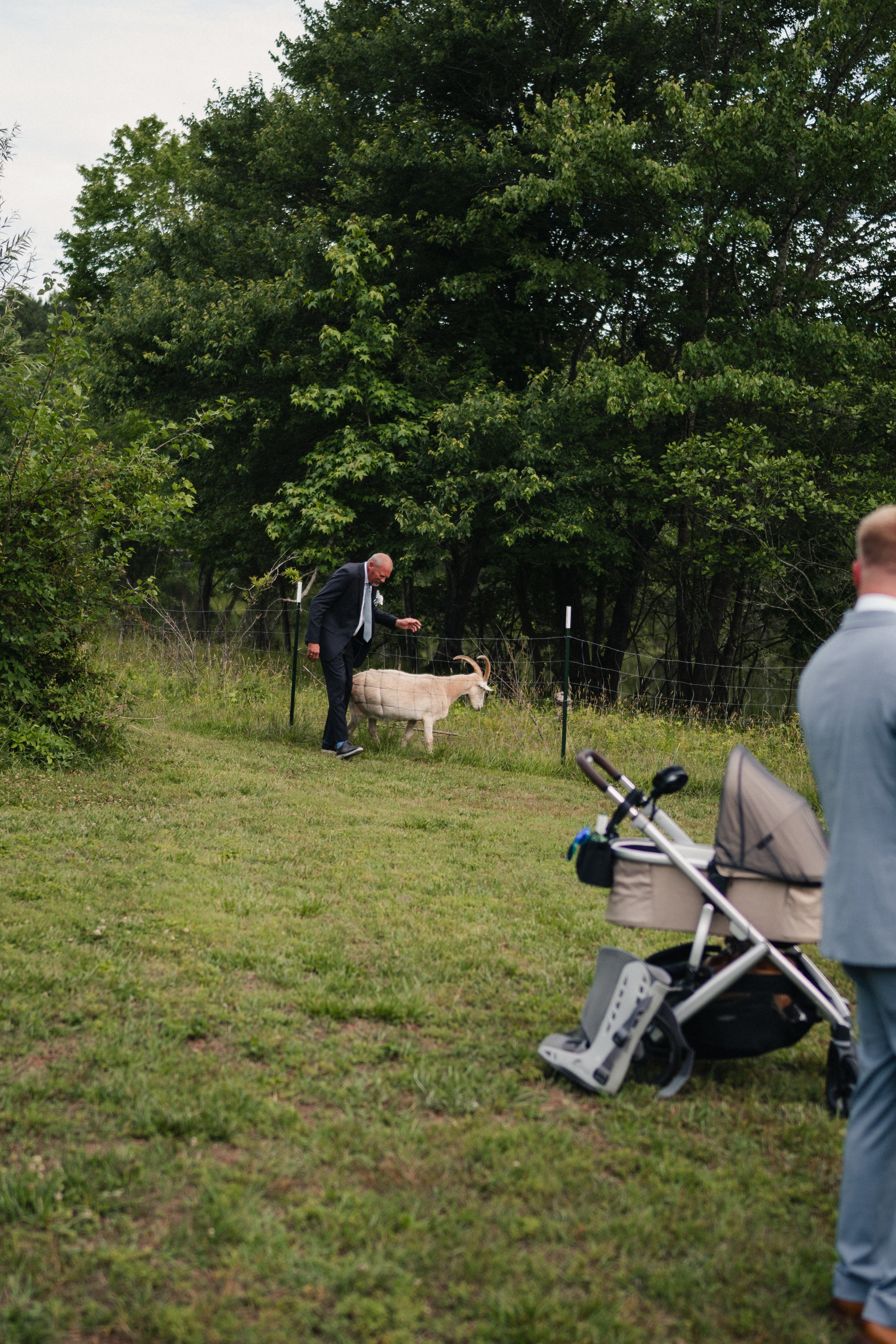 A man in a suit petting a goat near a fence in a grassy area surrounded by trees, with a stroller partially visible in the foreground.