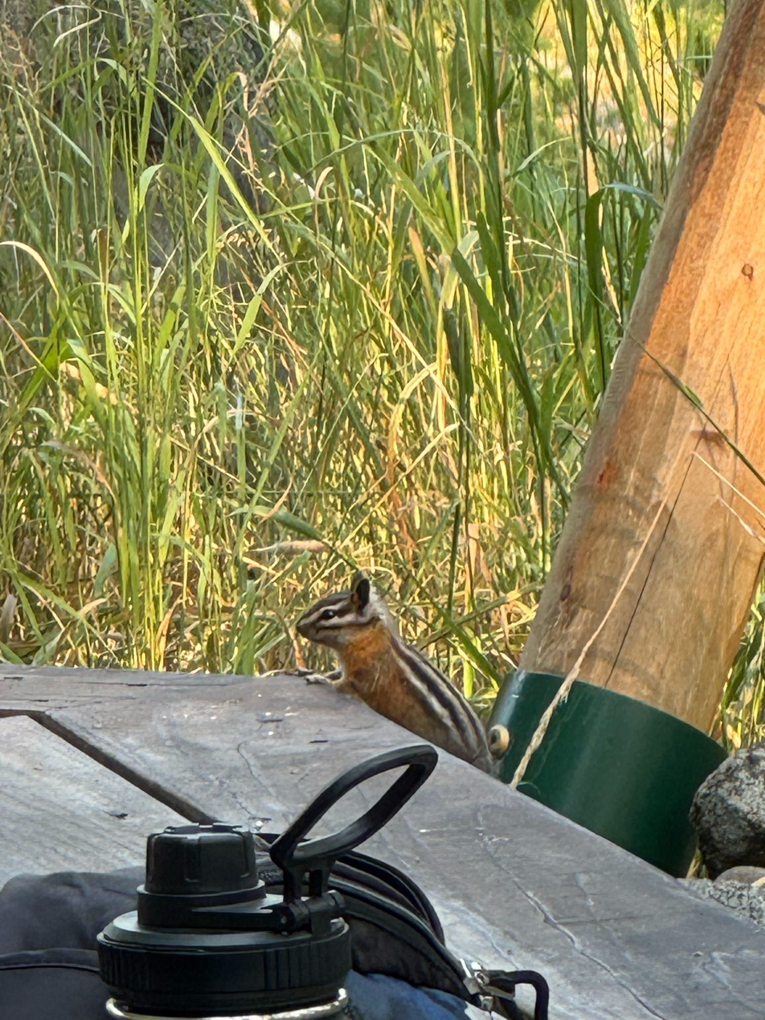 chipmunk visiting the tent.jpg