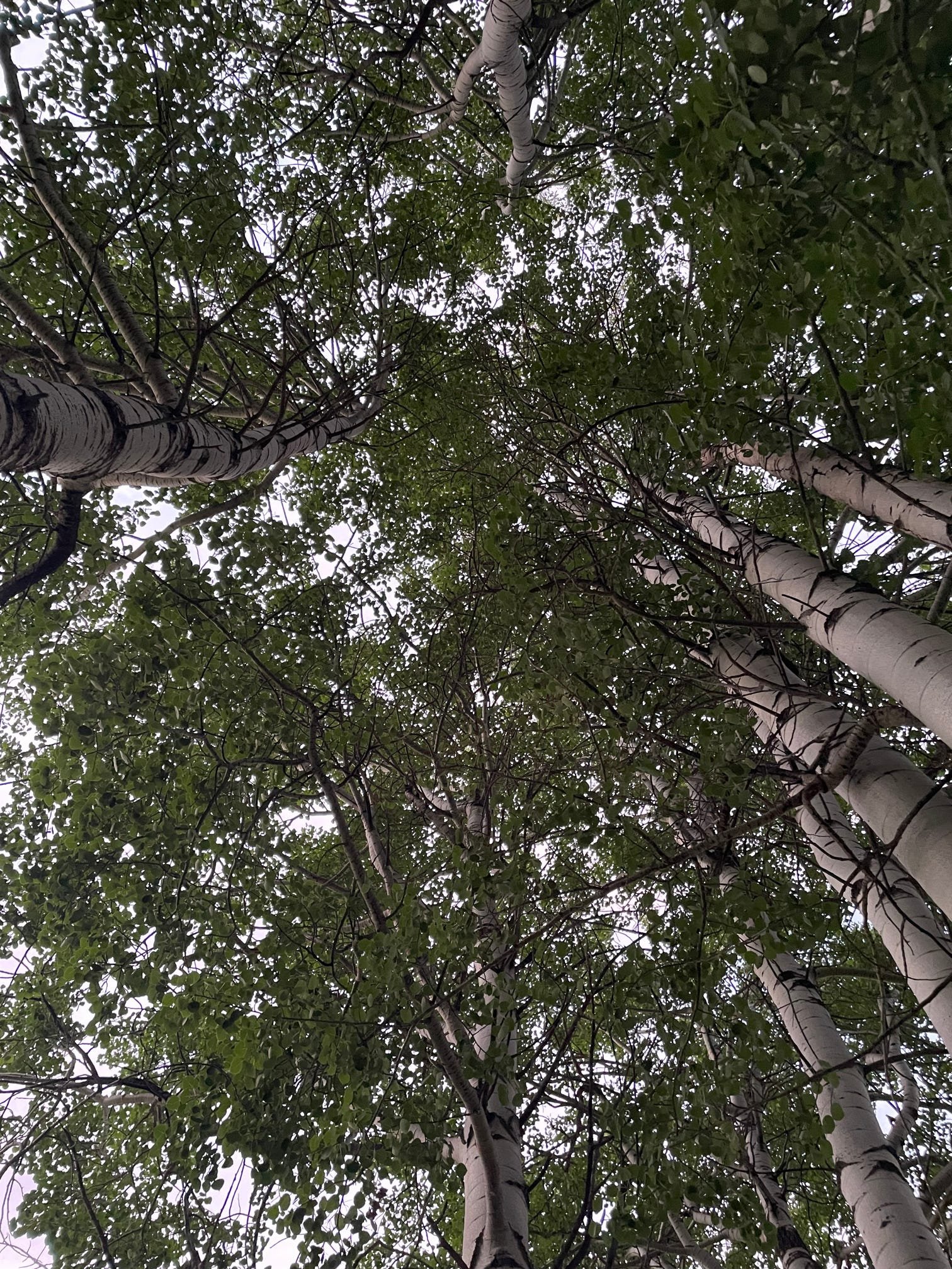 Whispering Aspens.jpg