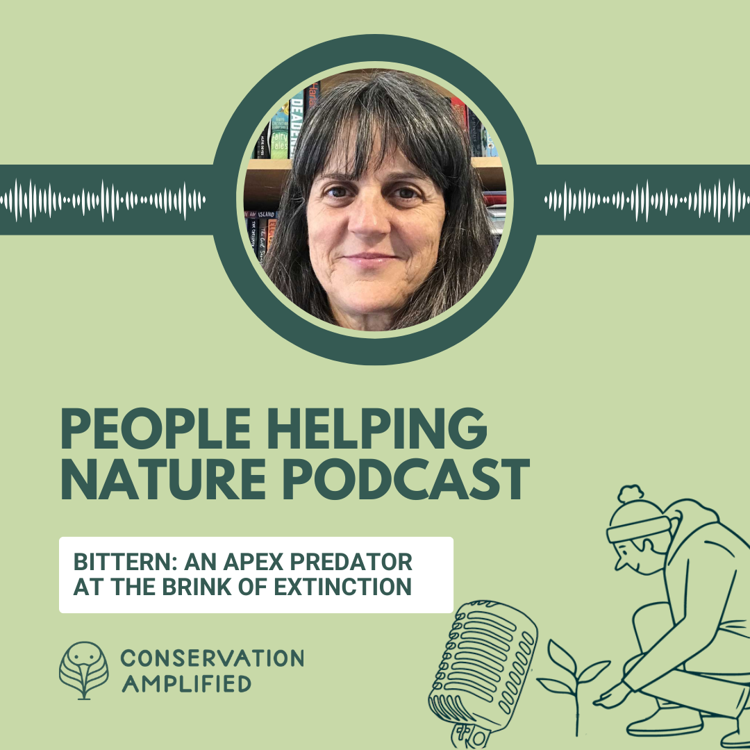 Australasian Bittern: An Apex Predator At The Brink Of Extinction (with Helen Jamieson, The Forest Bridge Trust)