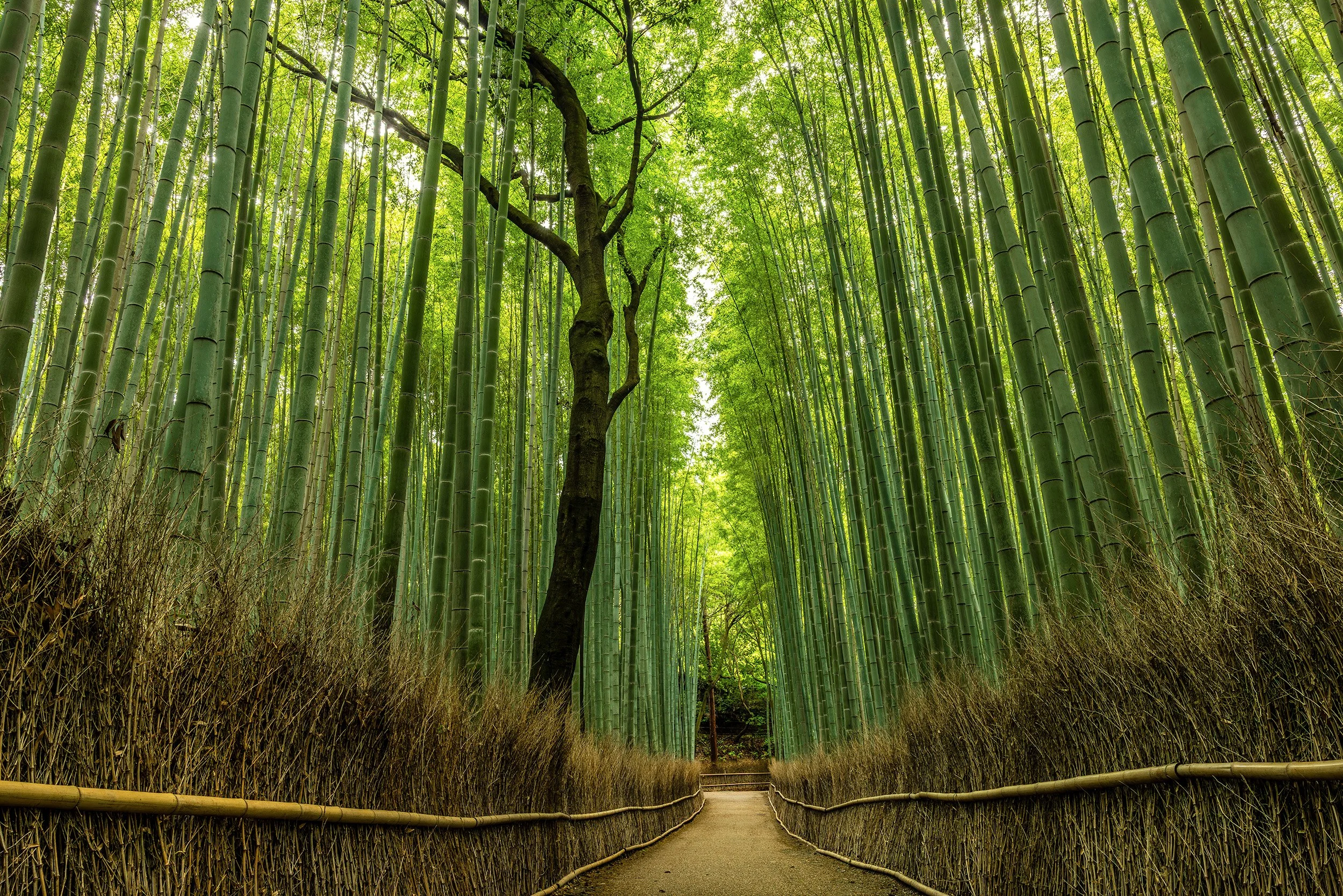 The Empty Perspective - Kyoto, Japan