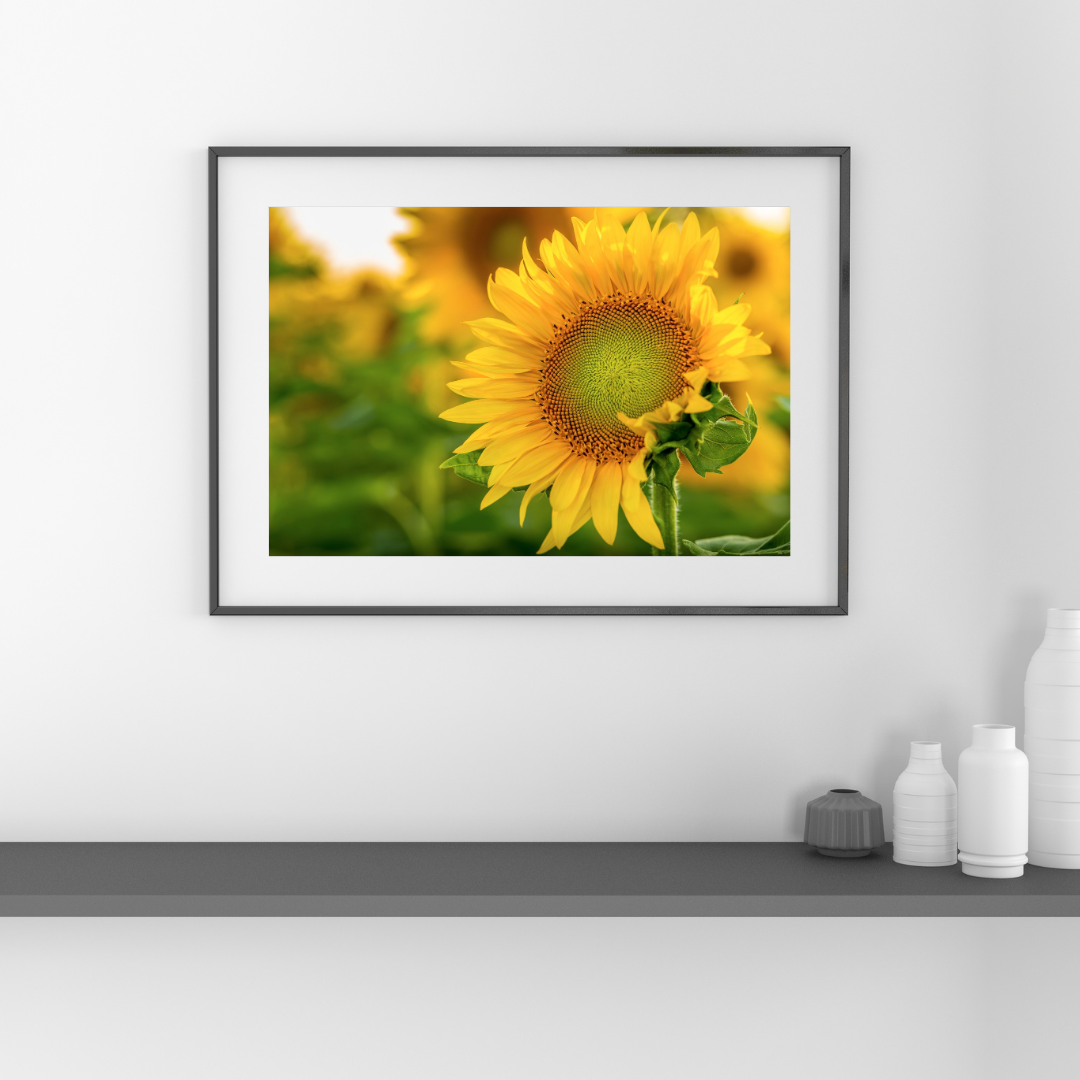 The-Sea-of-GoldThumbnail-3.png