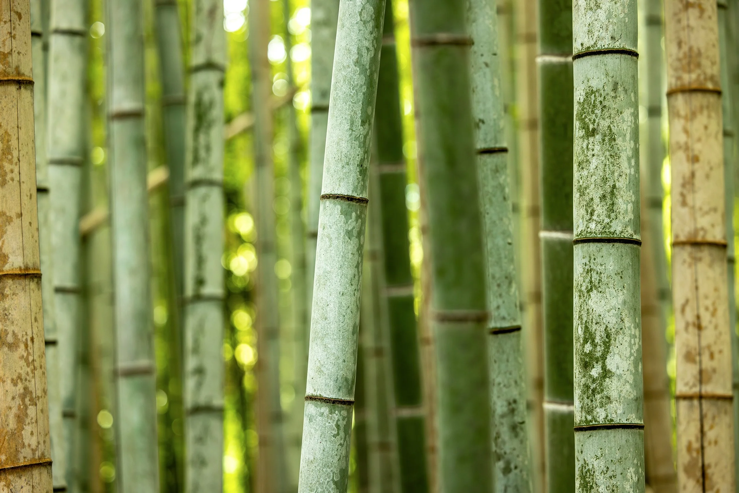 Close Up Texture - Kyoto, Japan