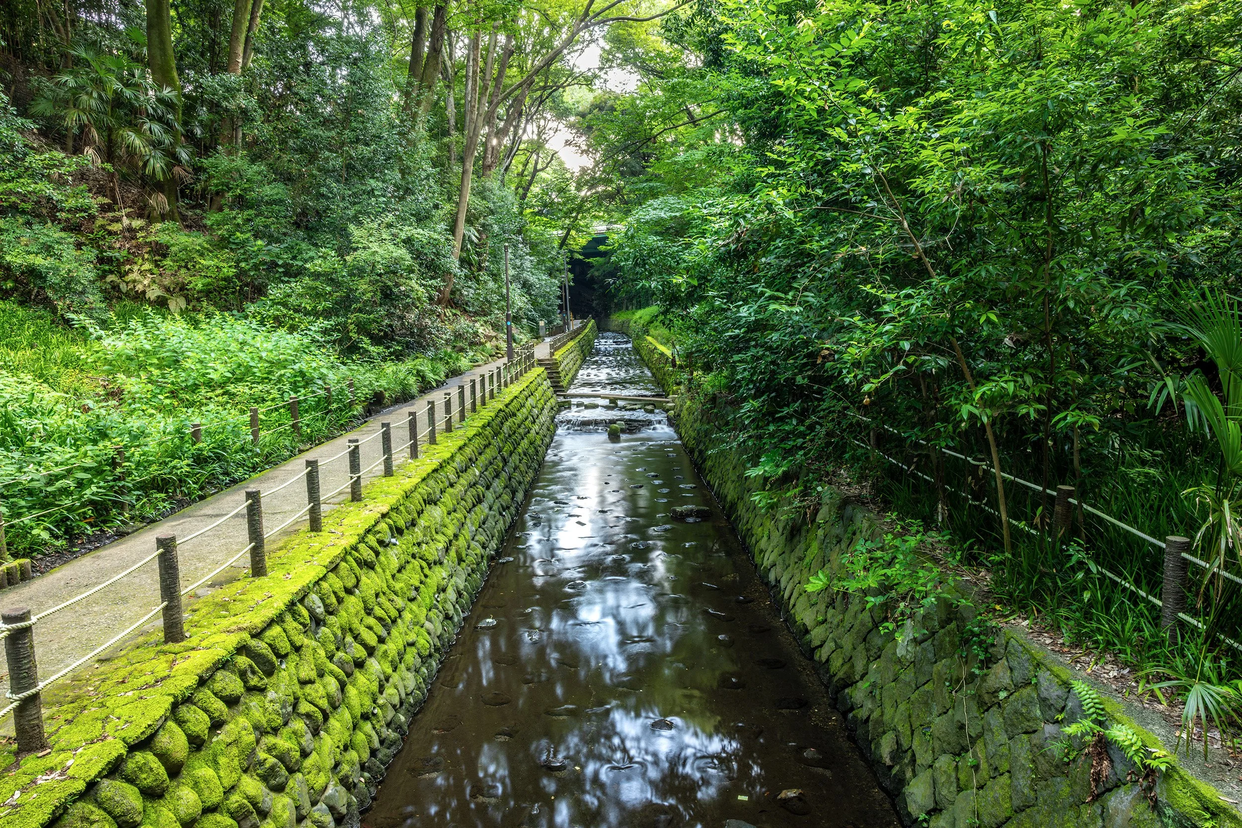 Fern Lined Canyon Walls - Tokyo, Japan