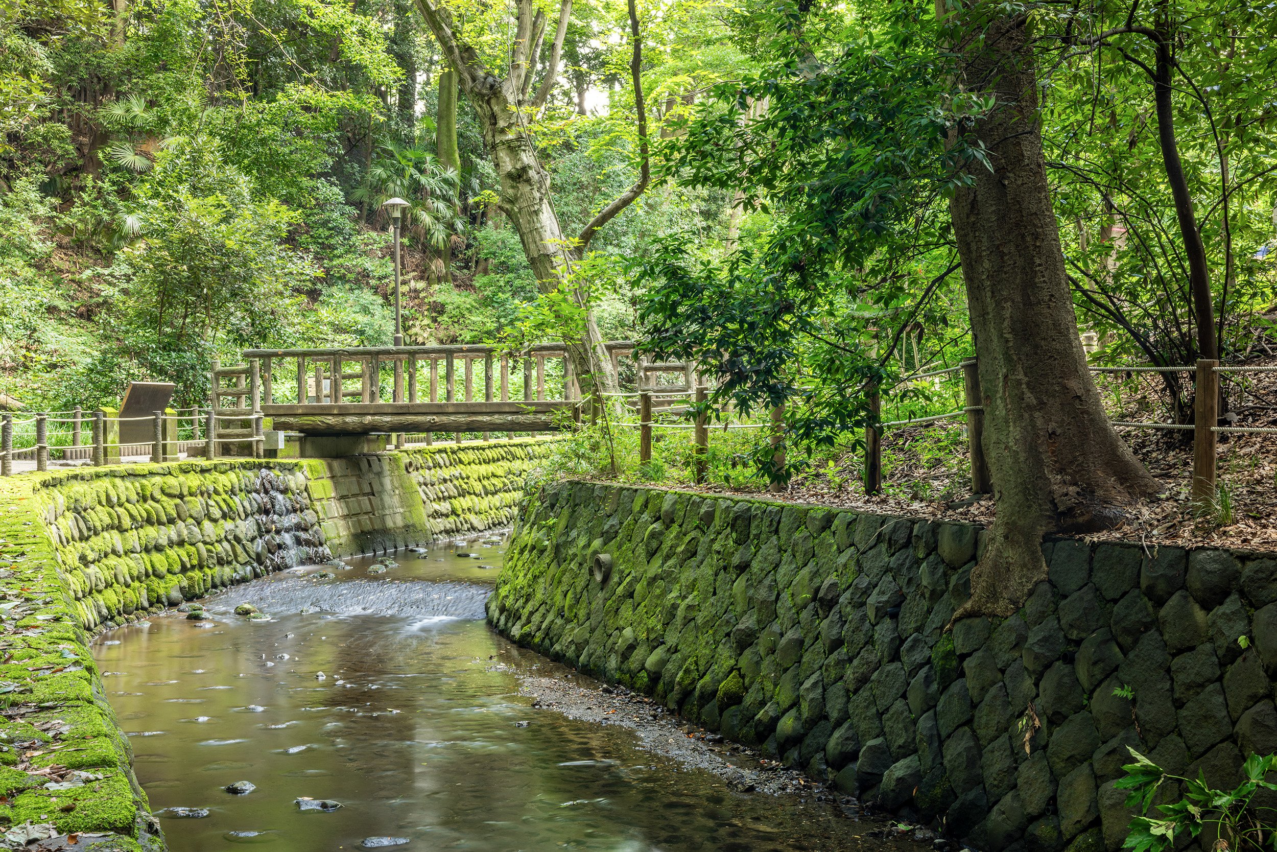Wooden Pathway - Tokyo, Japan