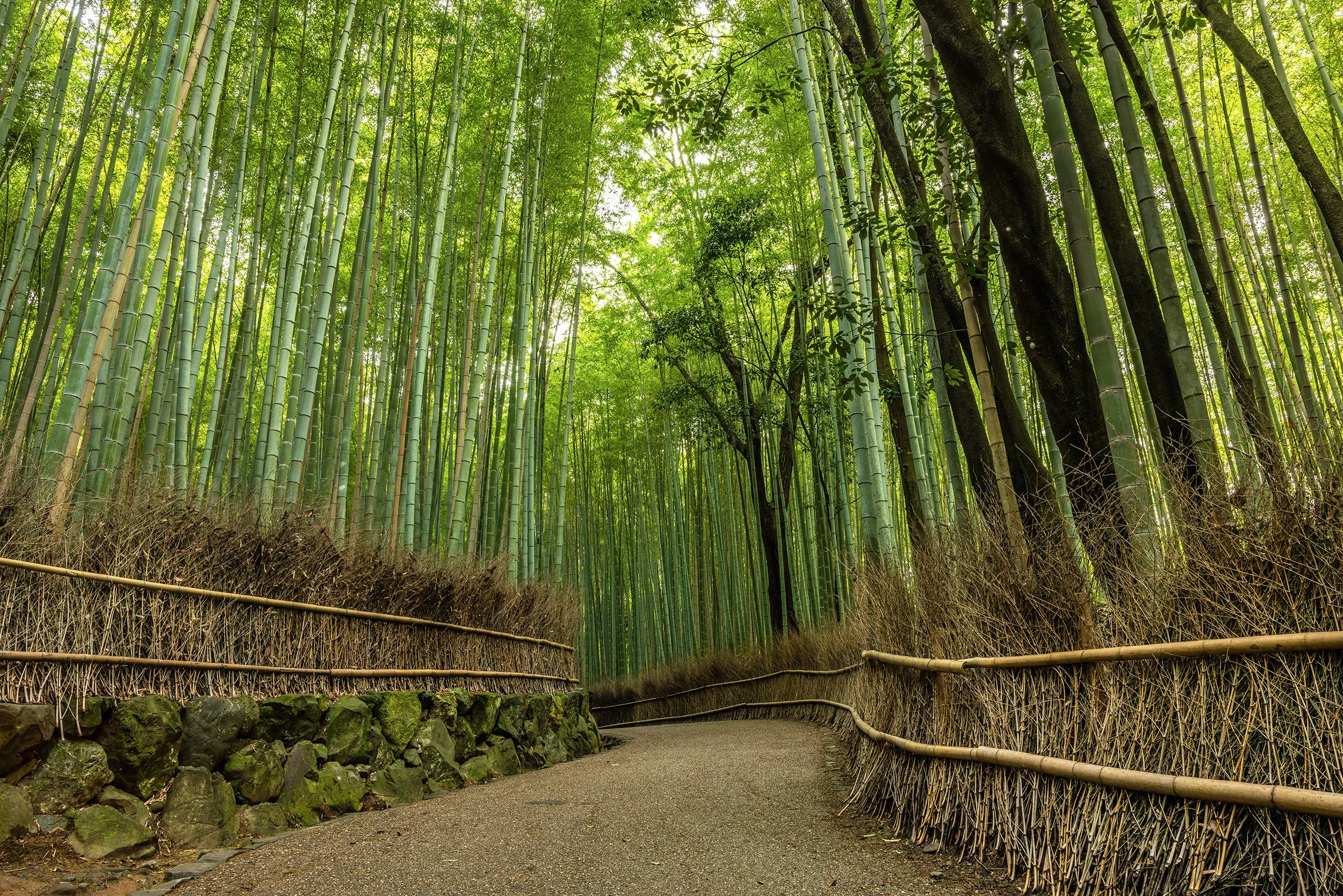 The Silent Curve - Kyoto, Japan