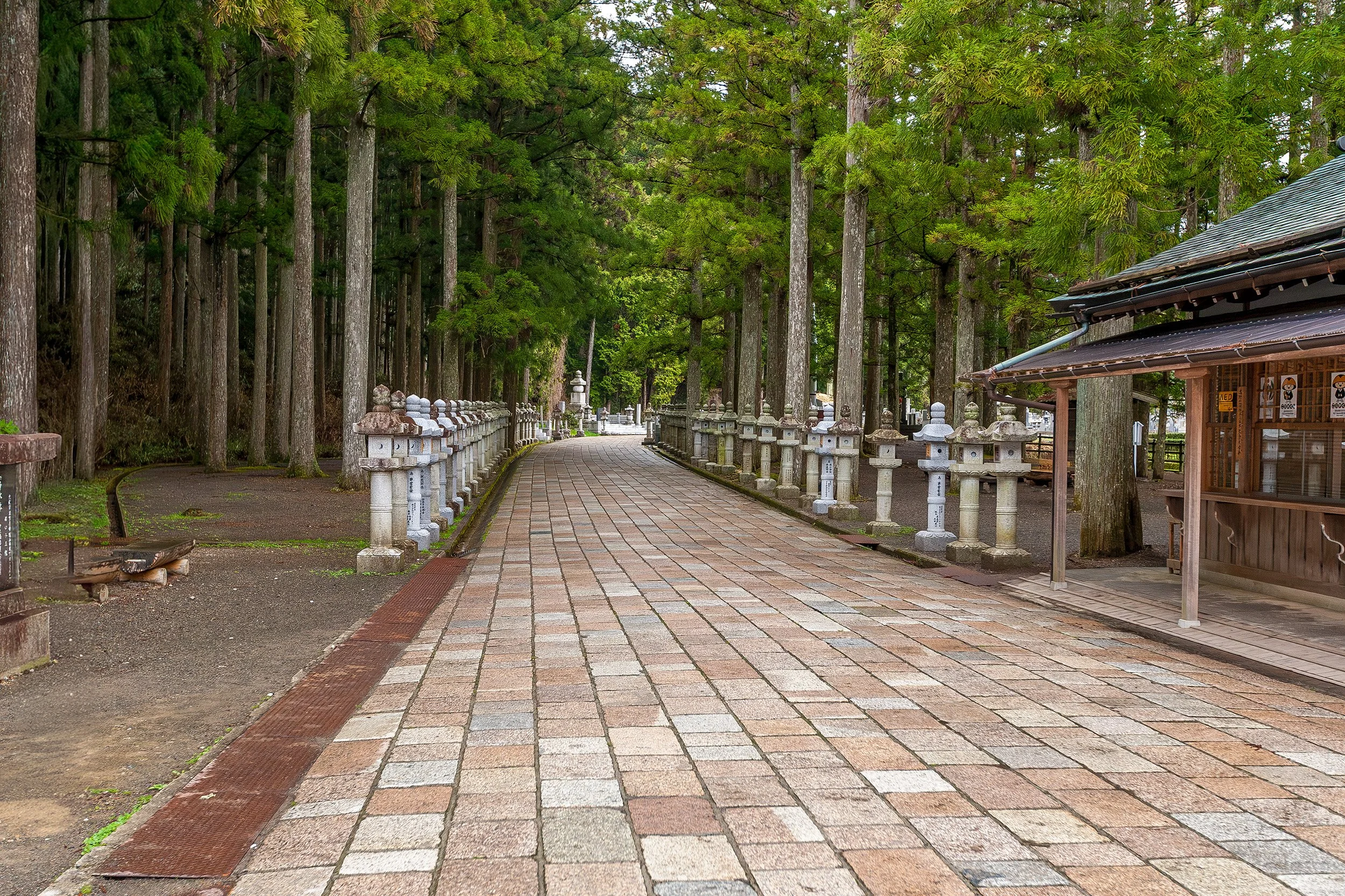 Lush Summer Deep Green - Kyoto, Japan
