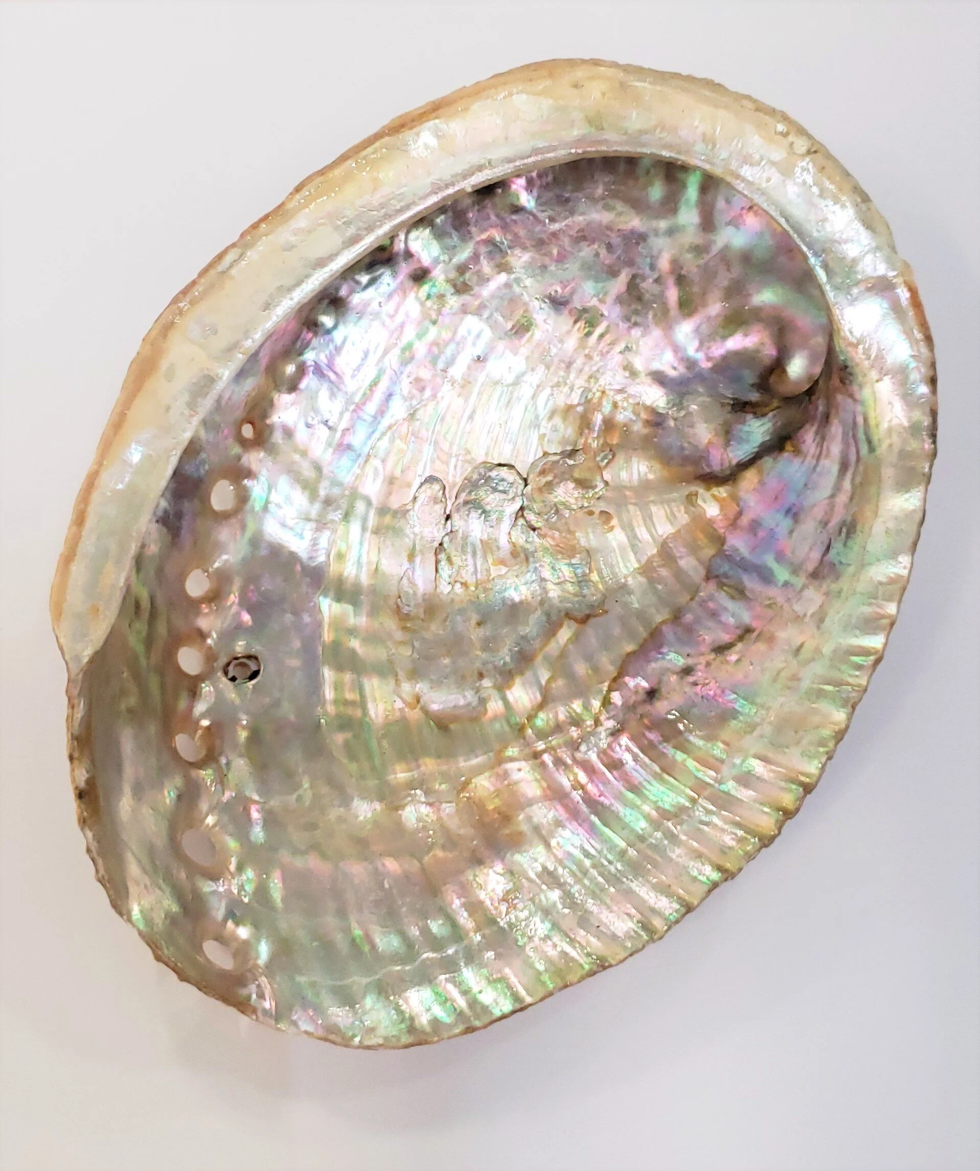 ABALONE SHELL