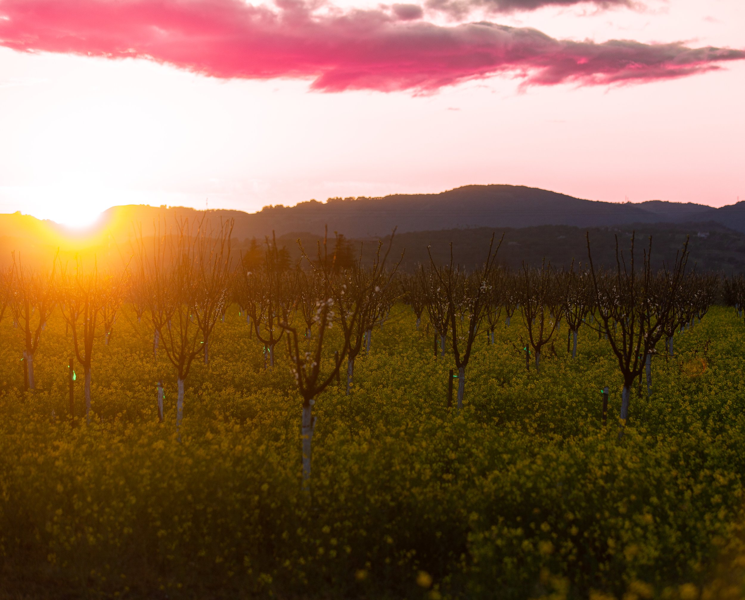 This place is near to my home and captured  this yellow beauty. Place - Fairfeild CA