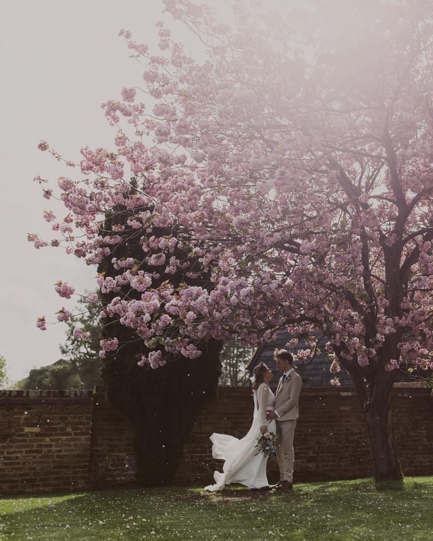 Currently editing: Meghan &amp; Alex&rsquo;s wedding at Lillibrooke Manor last week. A wonderful day in so many ways ❤️

#taketheheart #emmamarshall #londonweddingphotographer #cherryblossom 

VENUE: @lillibrooke_weddings
FLOWERS: @birdevents
DRESS: 