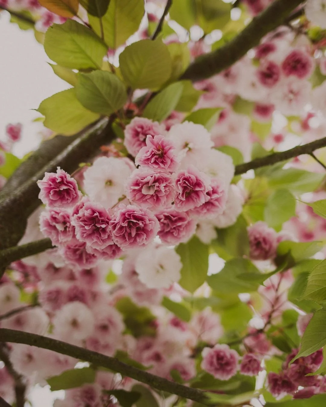 Cherry blossom season is fleeting&hellip; and so is this version of you lot.

I&rsquo;ve opened 4 slots for couple or family sessions in London on 11&ndash;12 April. Peak bloom only hangs around for a couple of weeks - so if you&rsquo;ve been thinkin