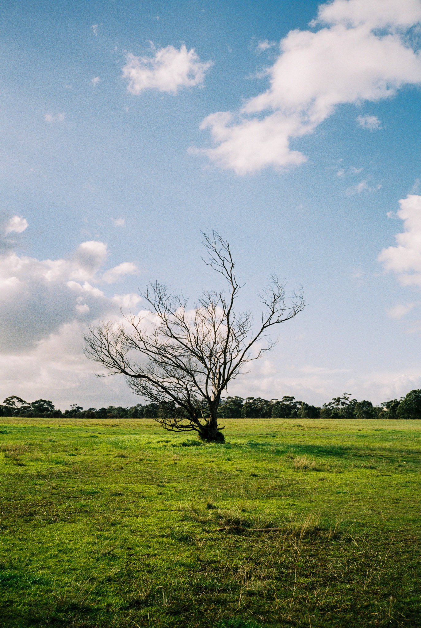 Trees — hyperbolik