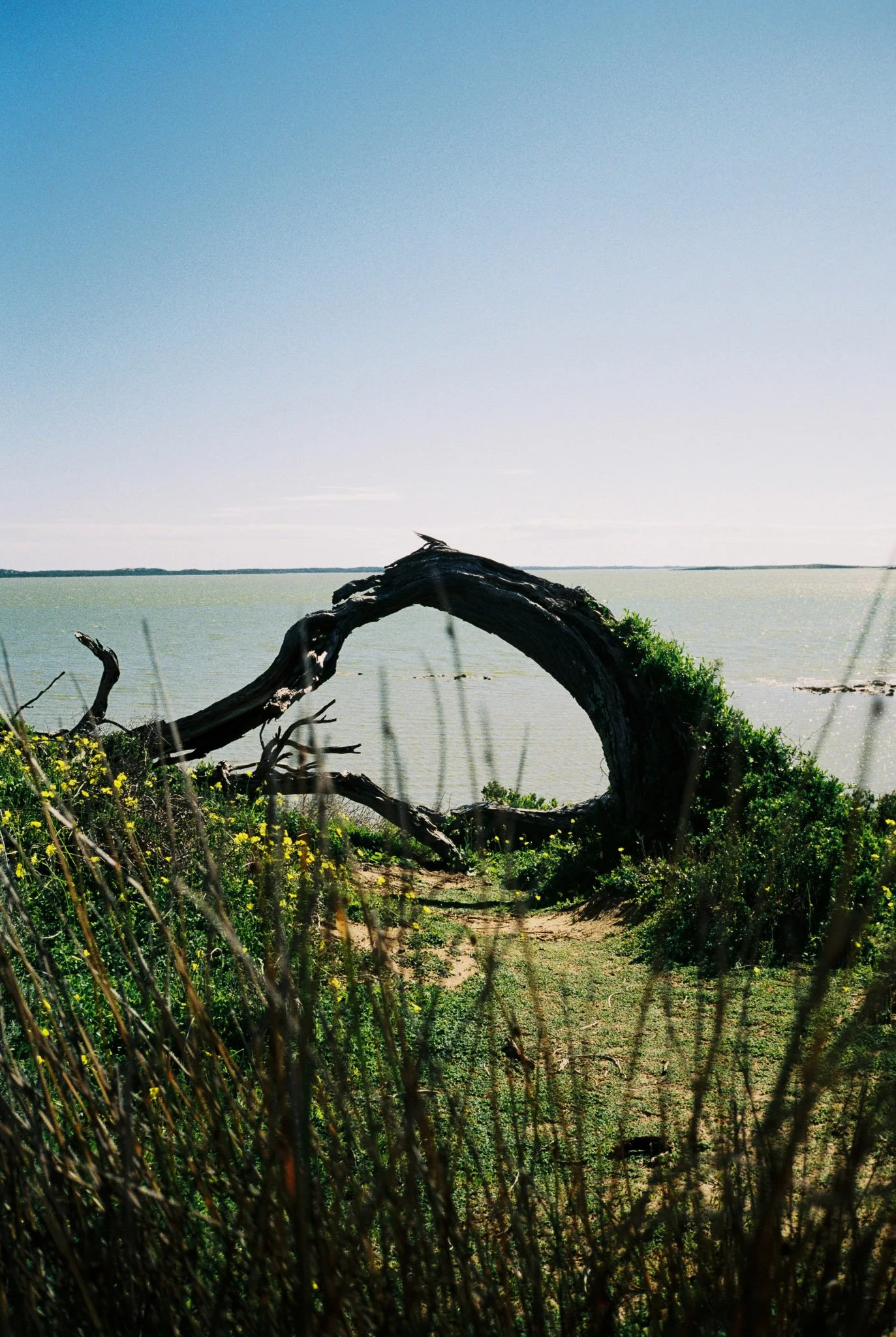 Trees — hyperbolik