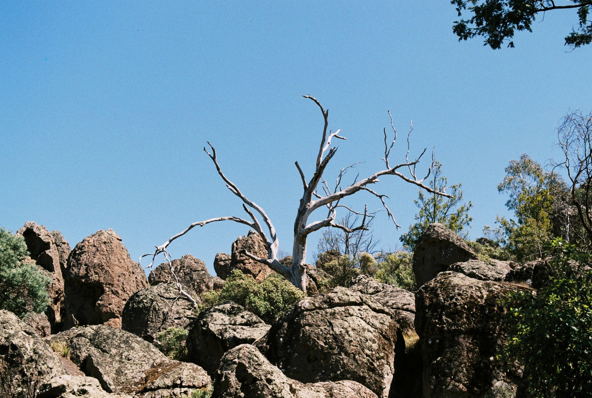 Trees — hyperbolik