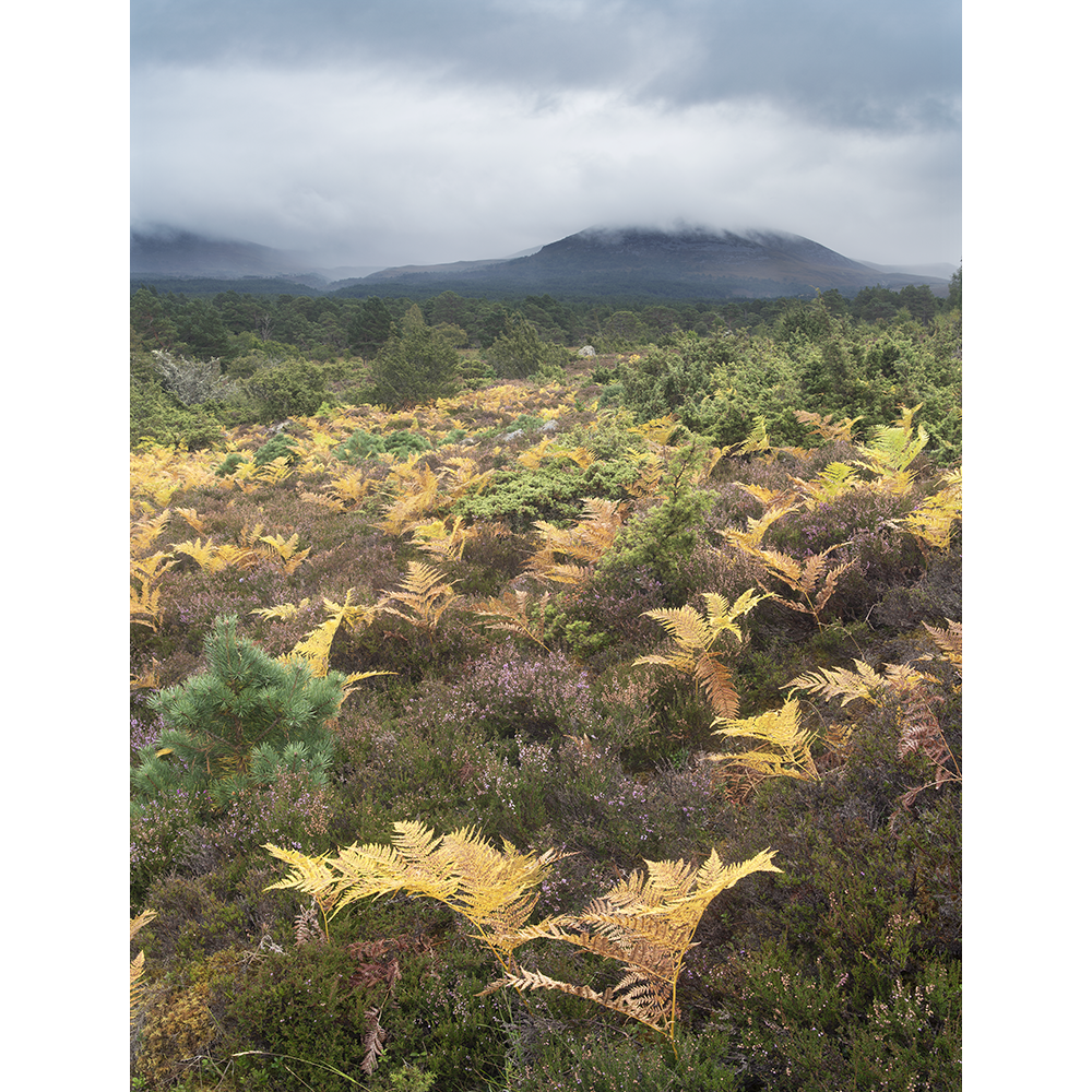 Departing Shower, Cairngorms.png