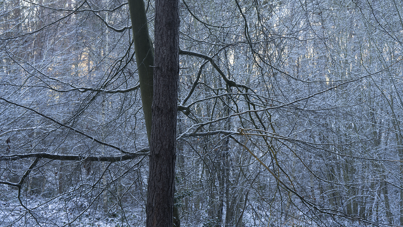 Local Project ep 25-64.png