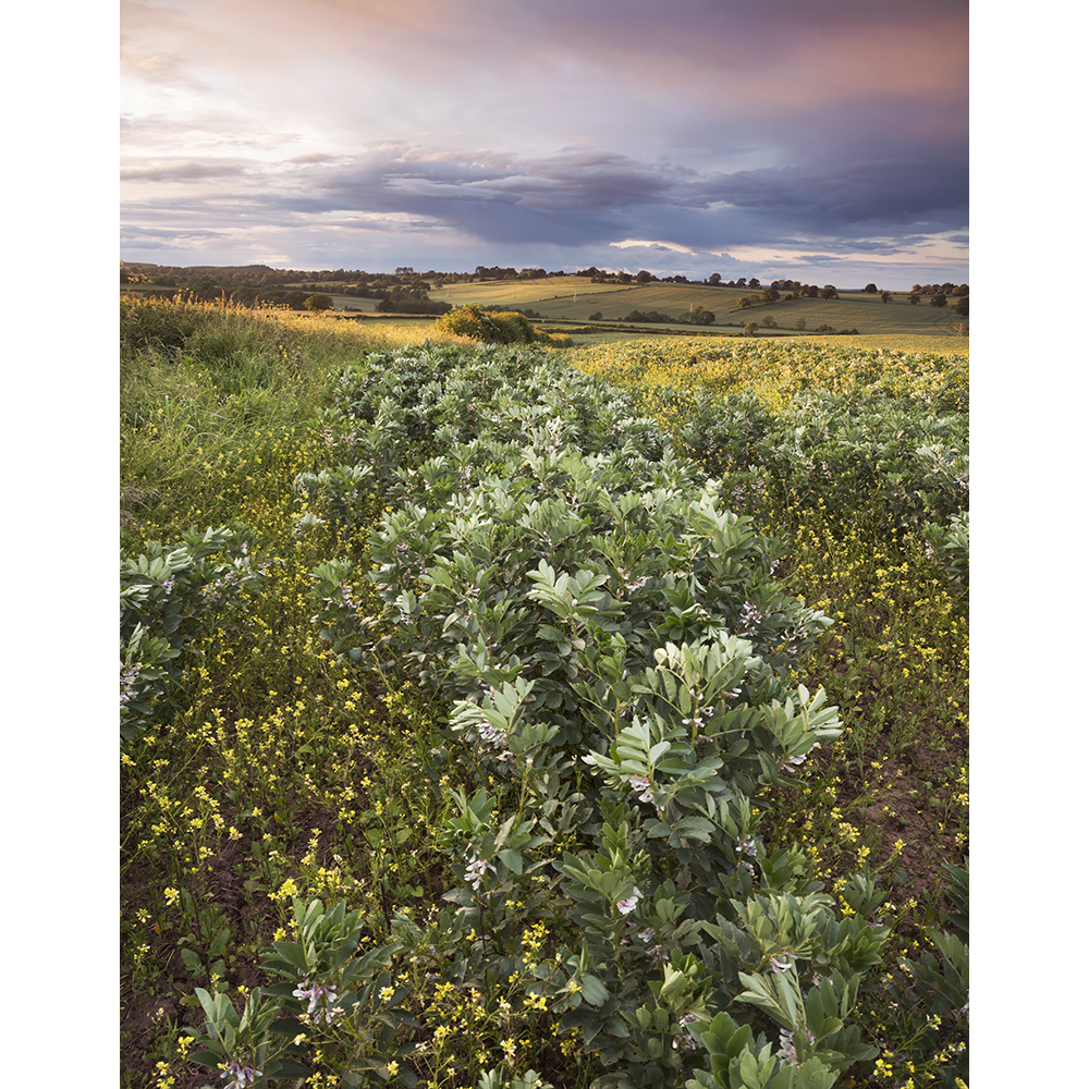 Broad Bean Sunset.png