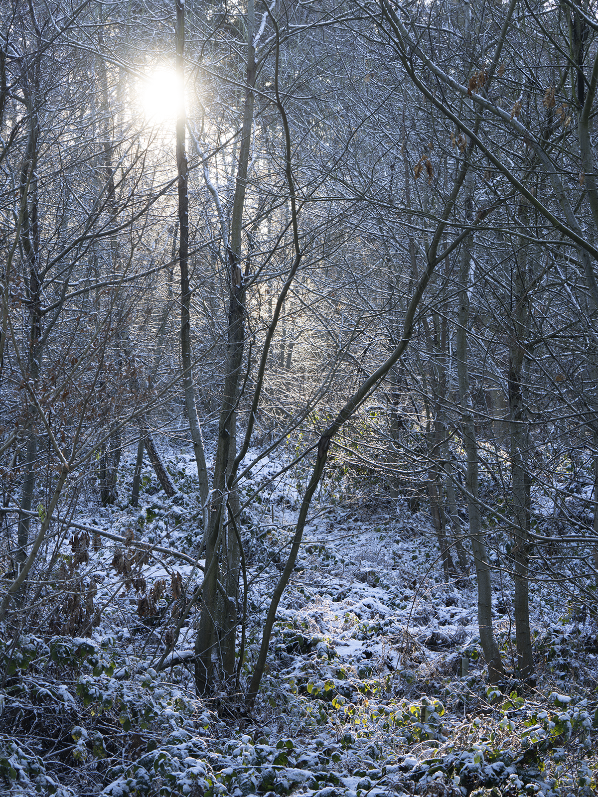 Local Project ep 25-69.png