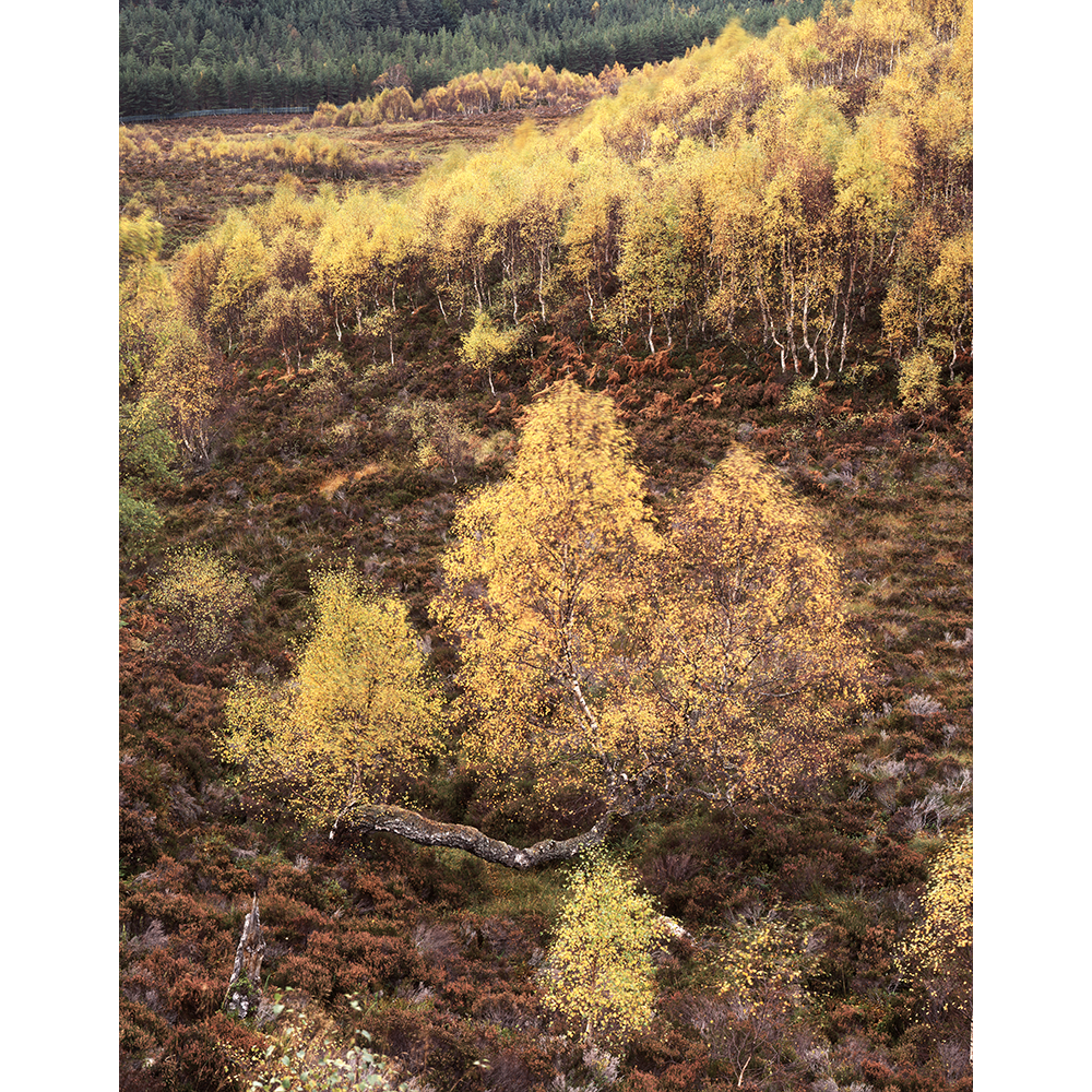 Birches at Dusk, Craigellachie.png