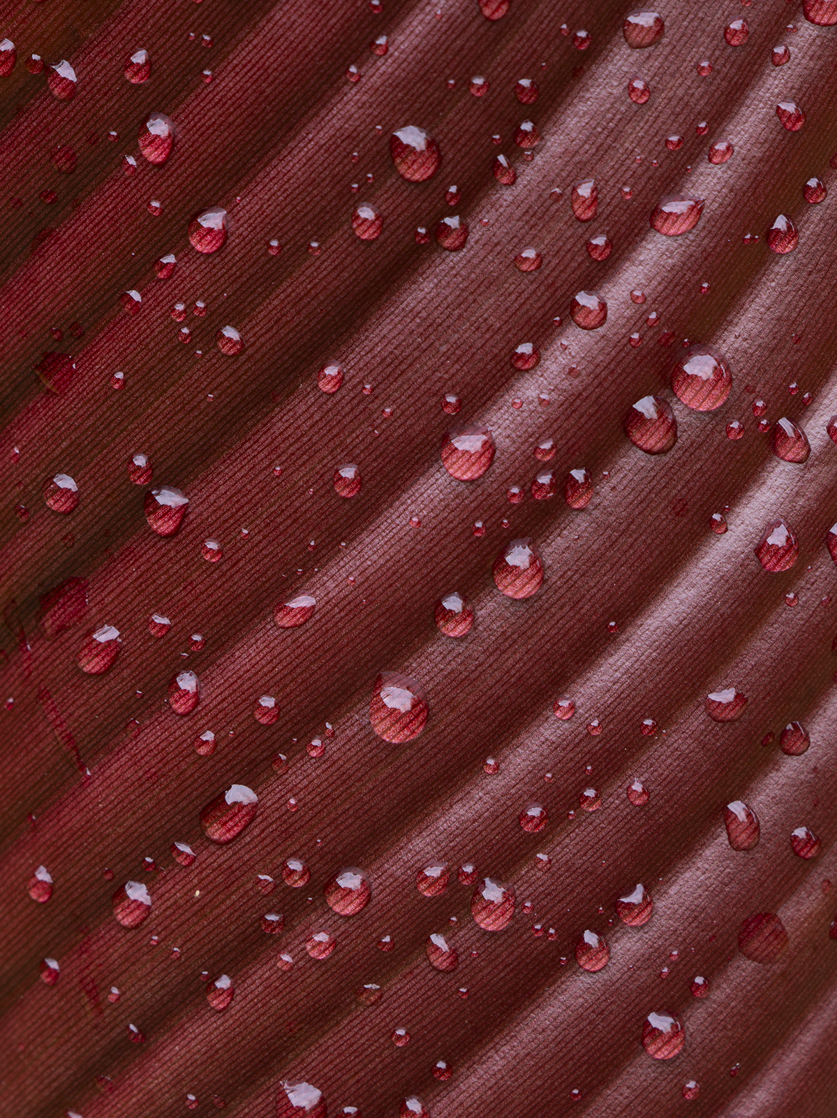 Engla7r-16985.png