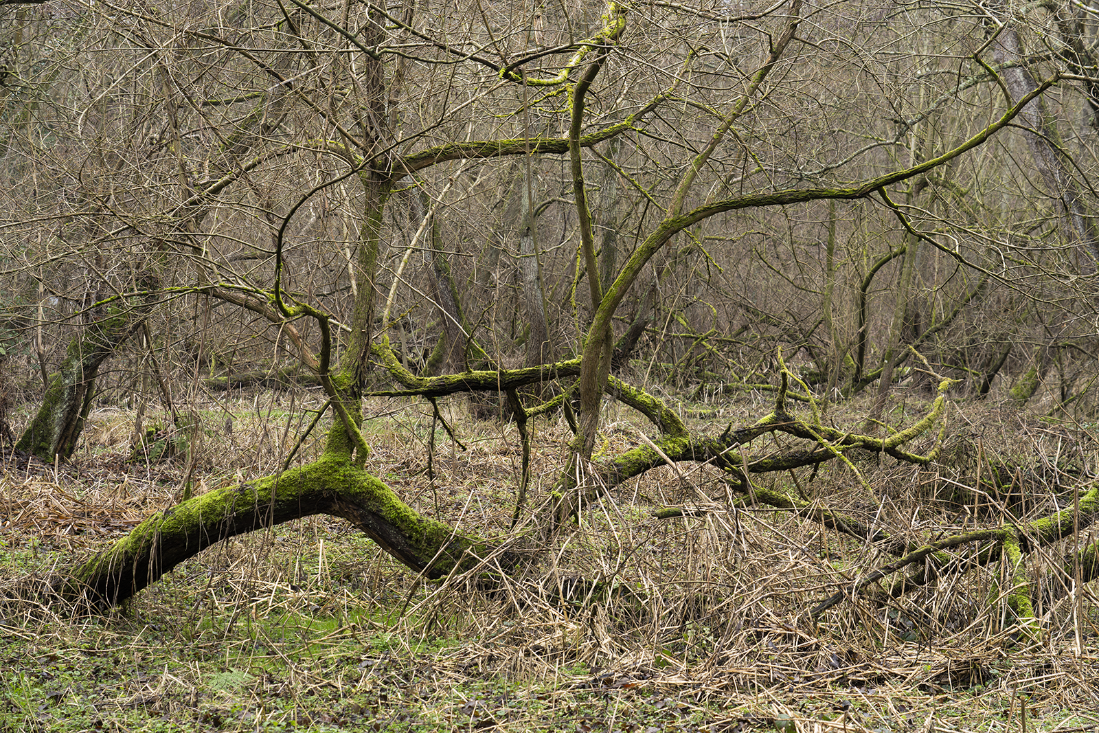 Local Project ep 25-46.png