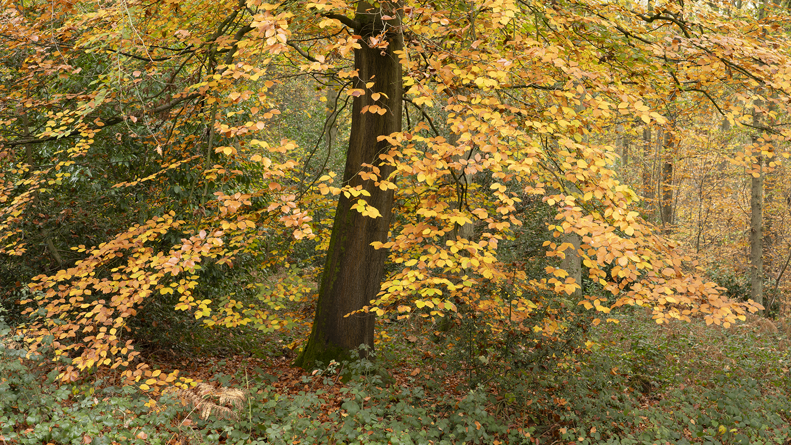 Local Project ep 25-17.png