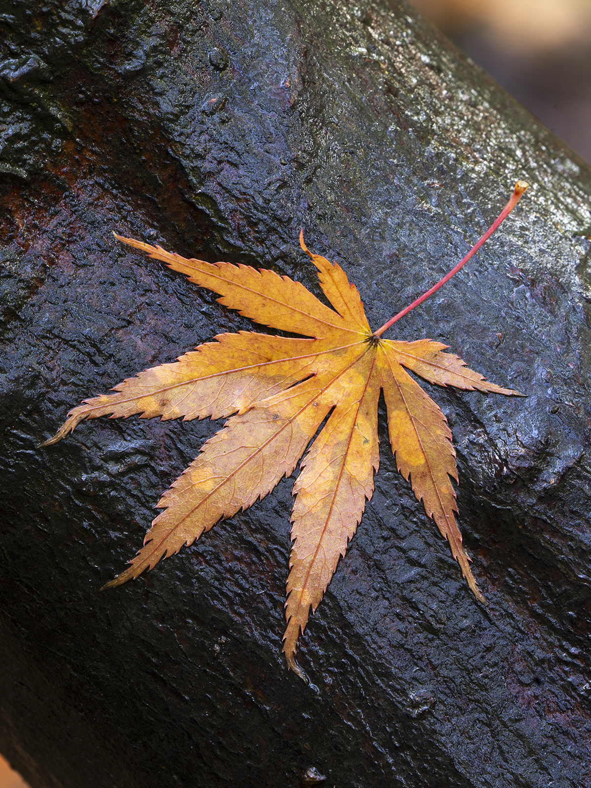 Engla7r-13664.png