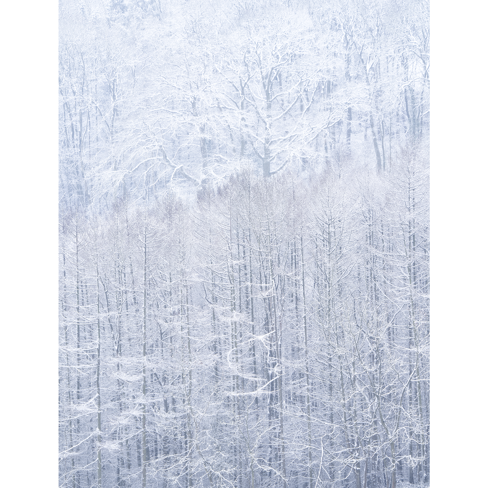 Snowy Woodland copy.png