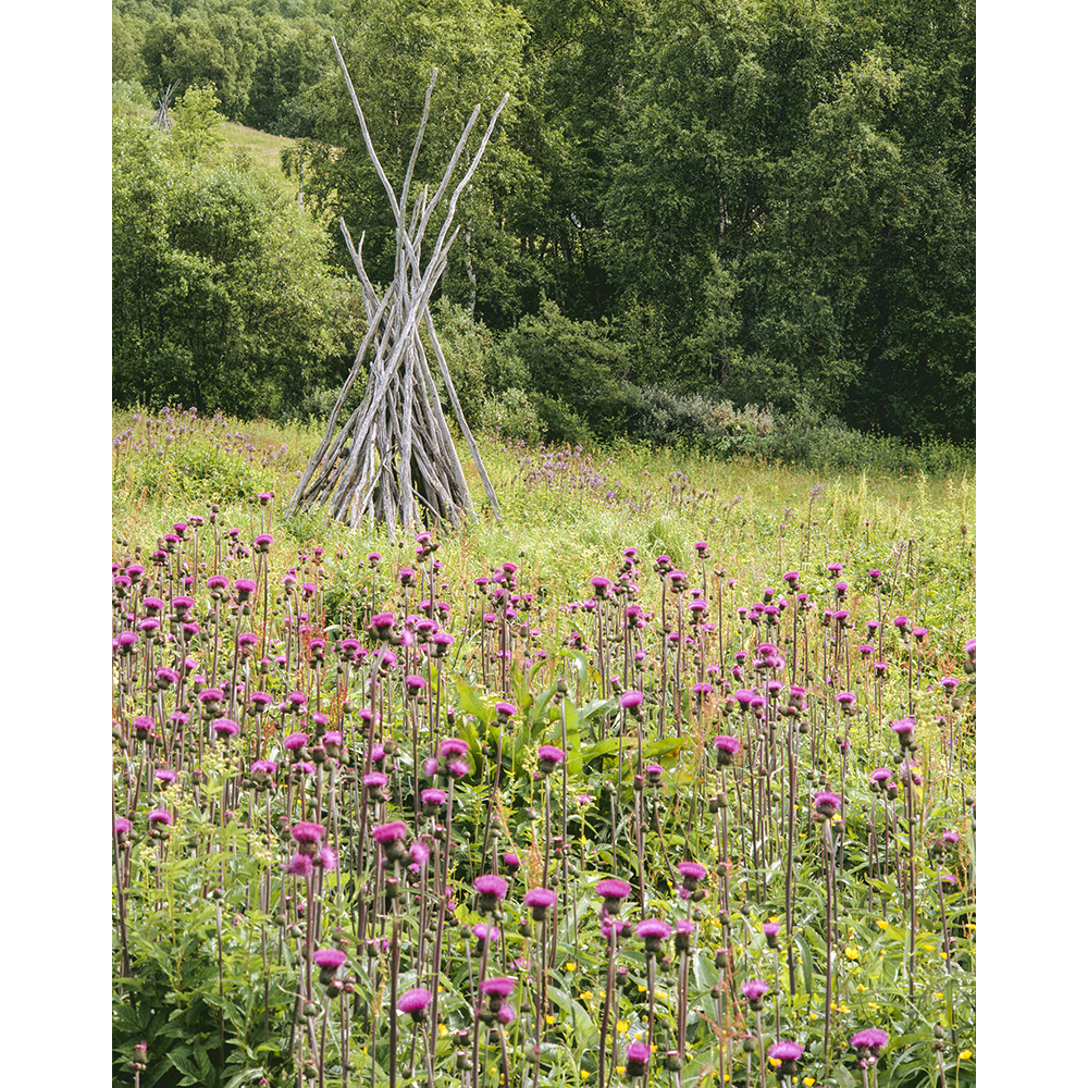 Swedish flower meadow.png