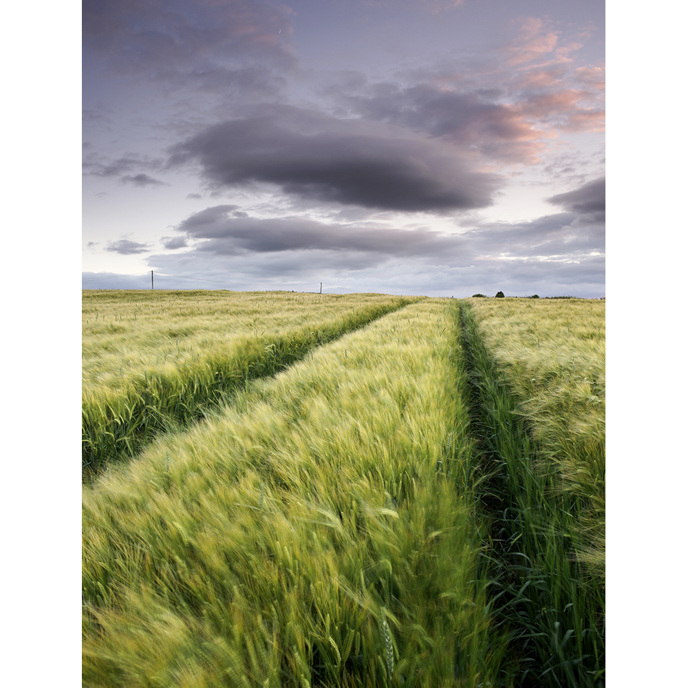 Barley Skies, Tasley.png