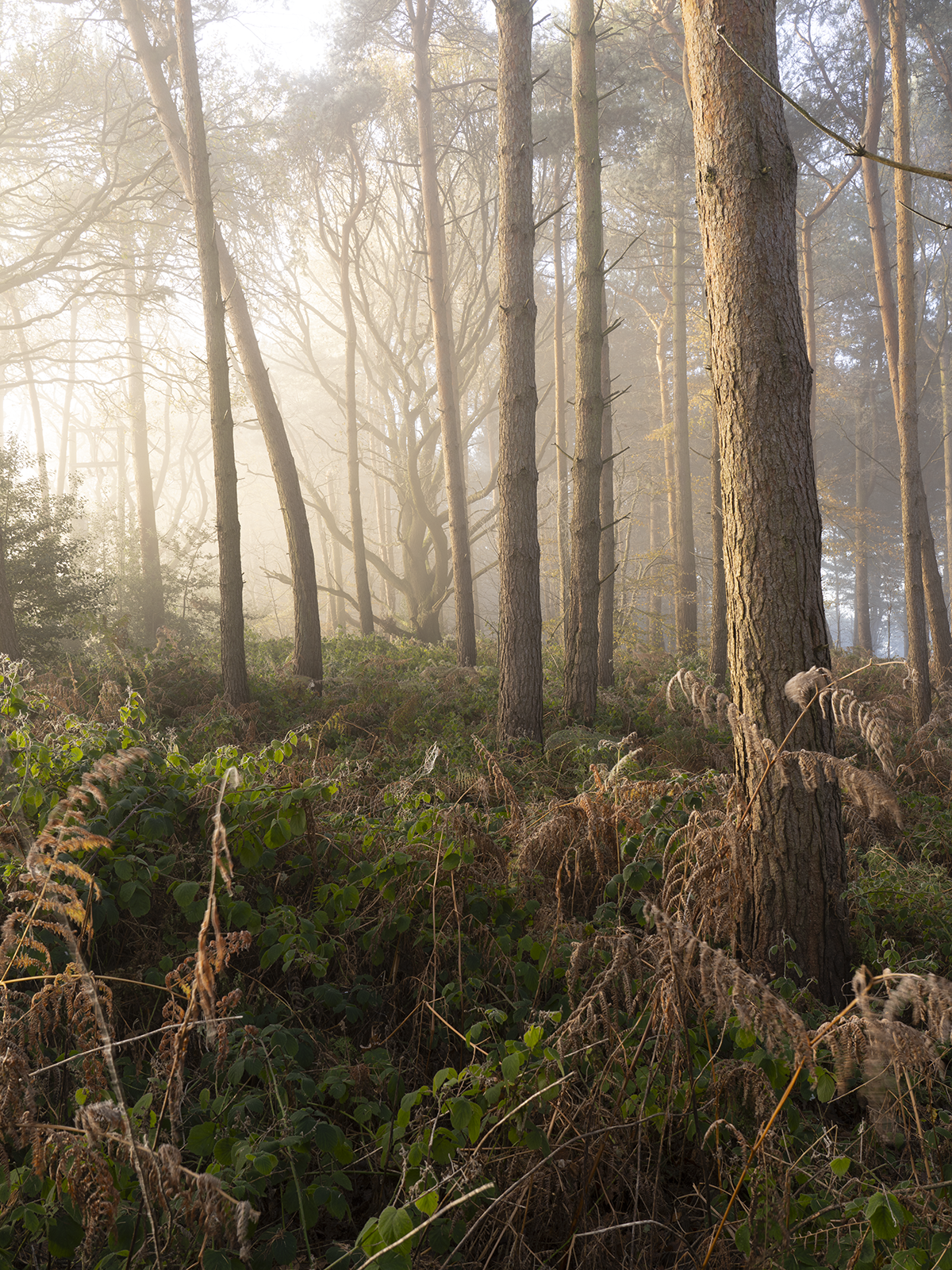 Local Project ep 25-35.png