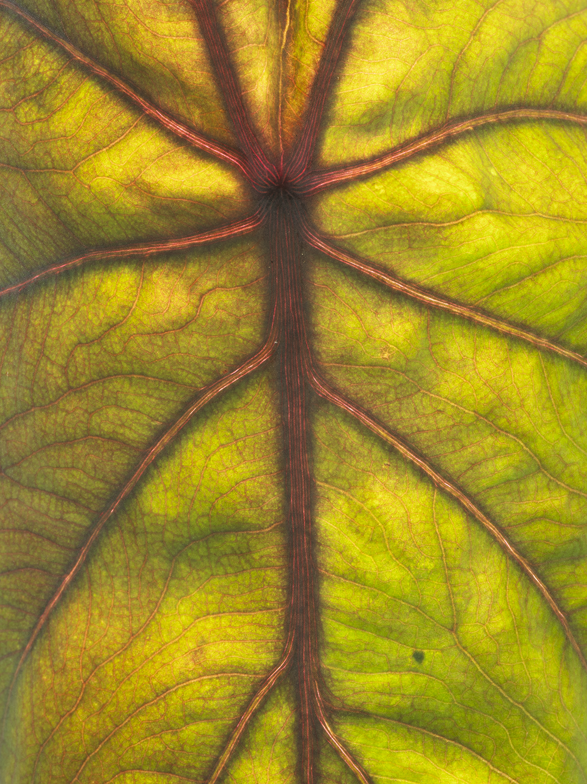 Engla7r-17039.png