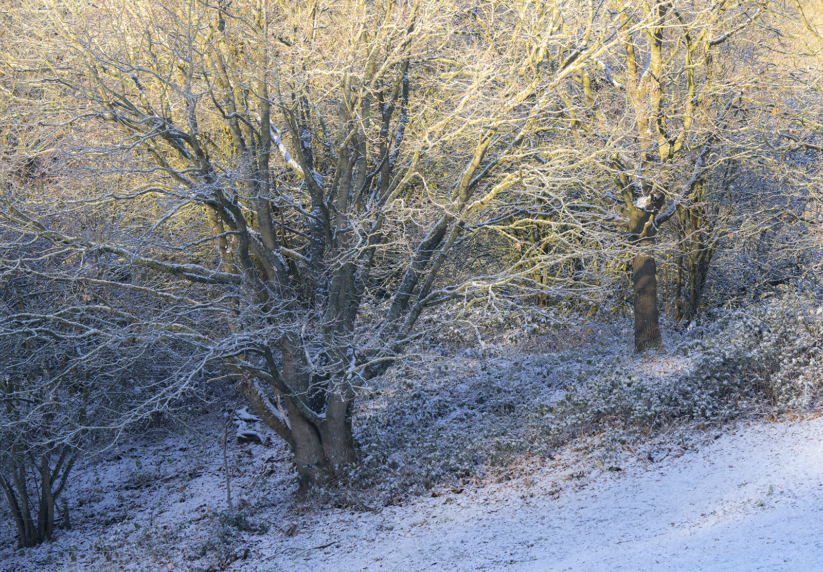 Local Project ep 25-68.png