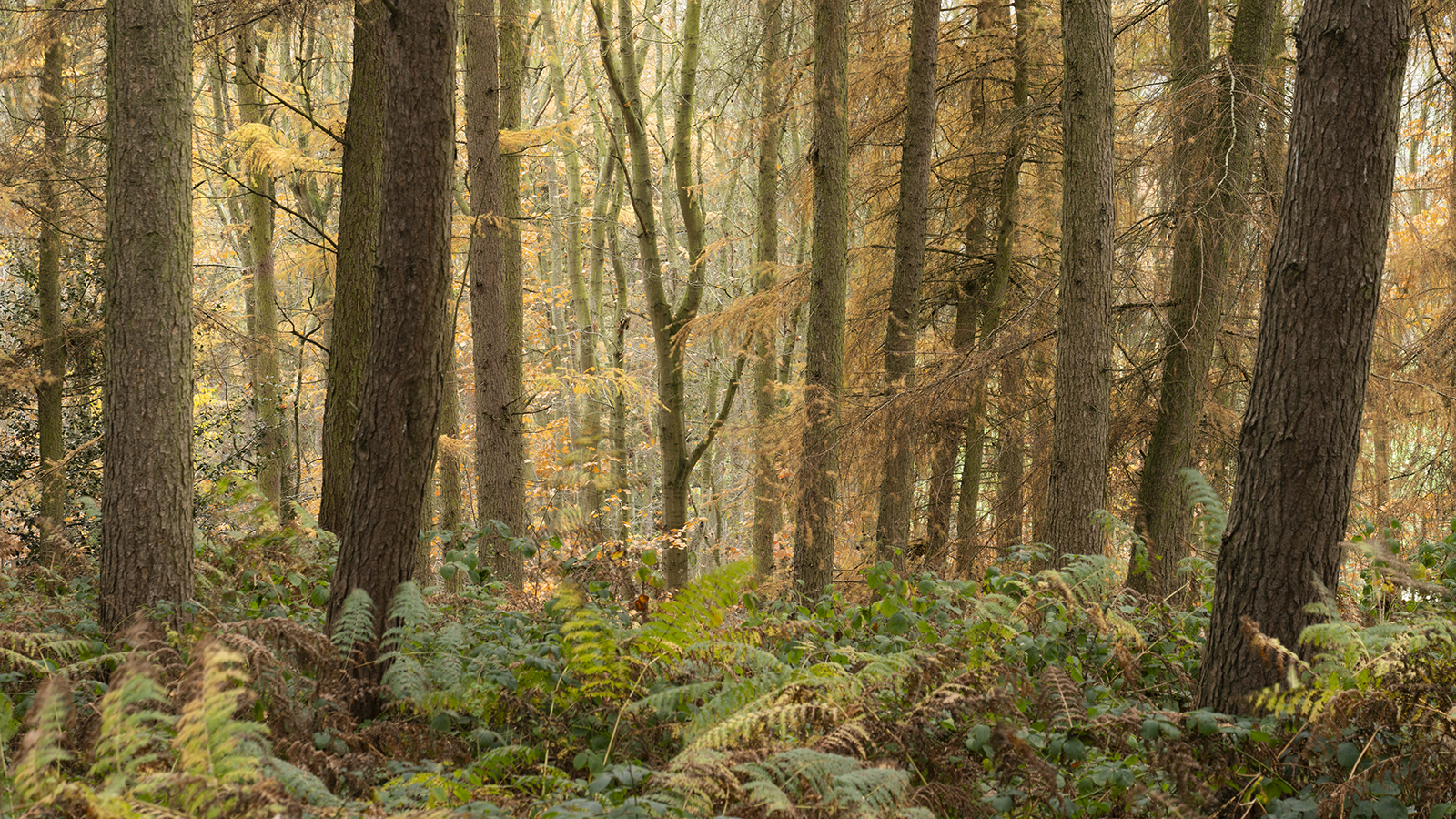 Local Project ep 25-32.png