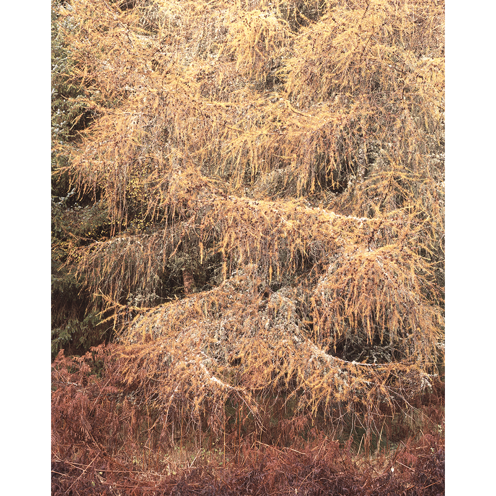 Larch Brush Strokes